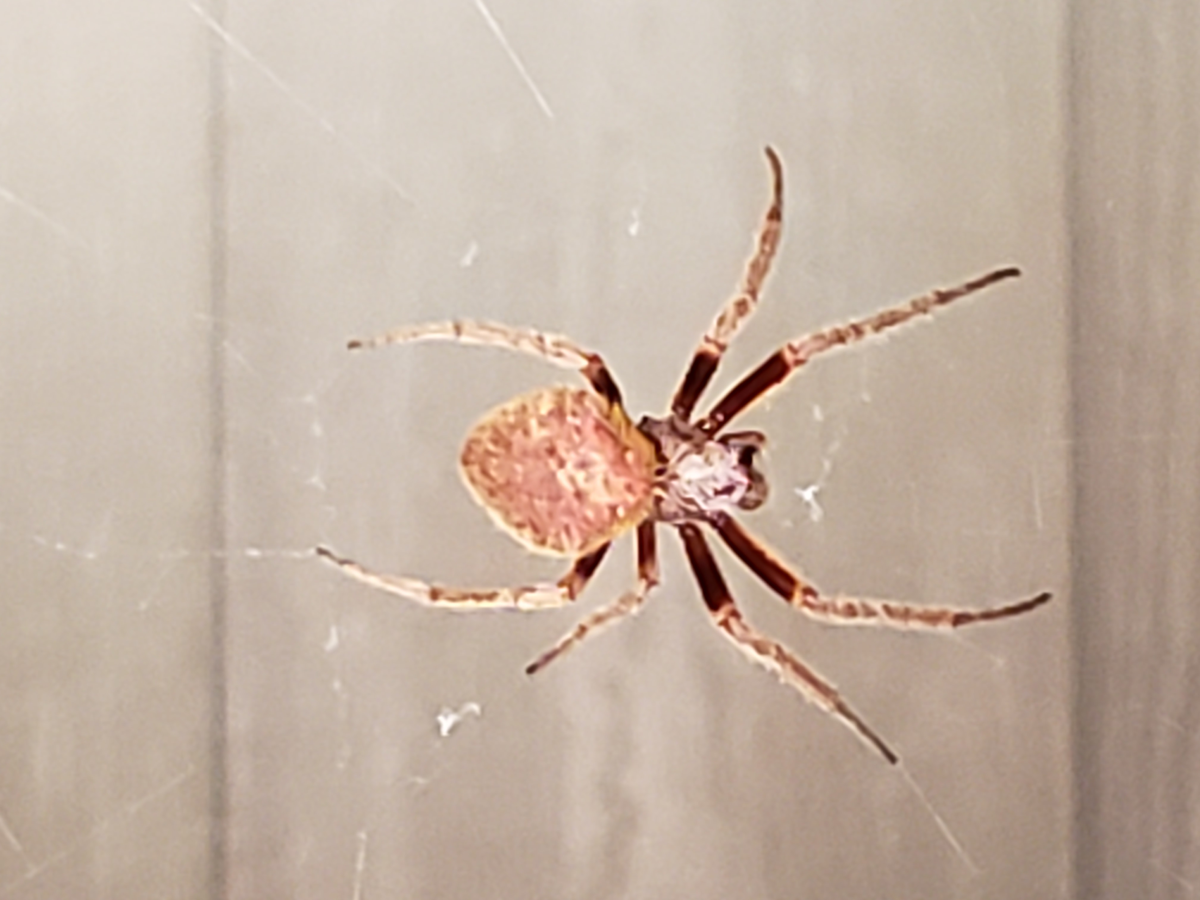 Spiders in Louisiana Species & Pictures