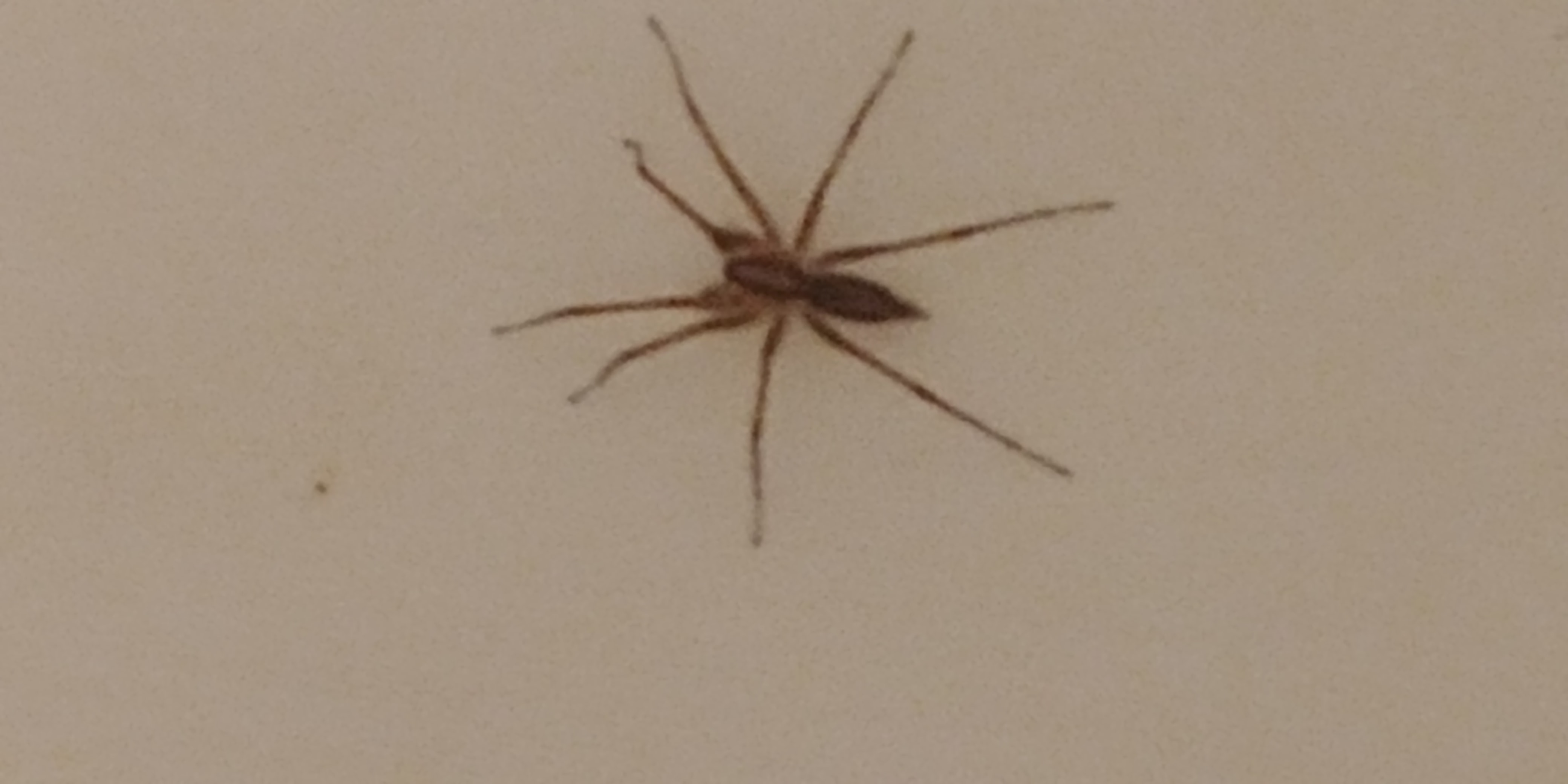 Unidentified spider in Kootenai, Idaho United States