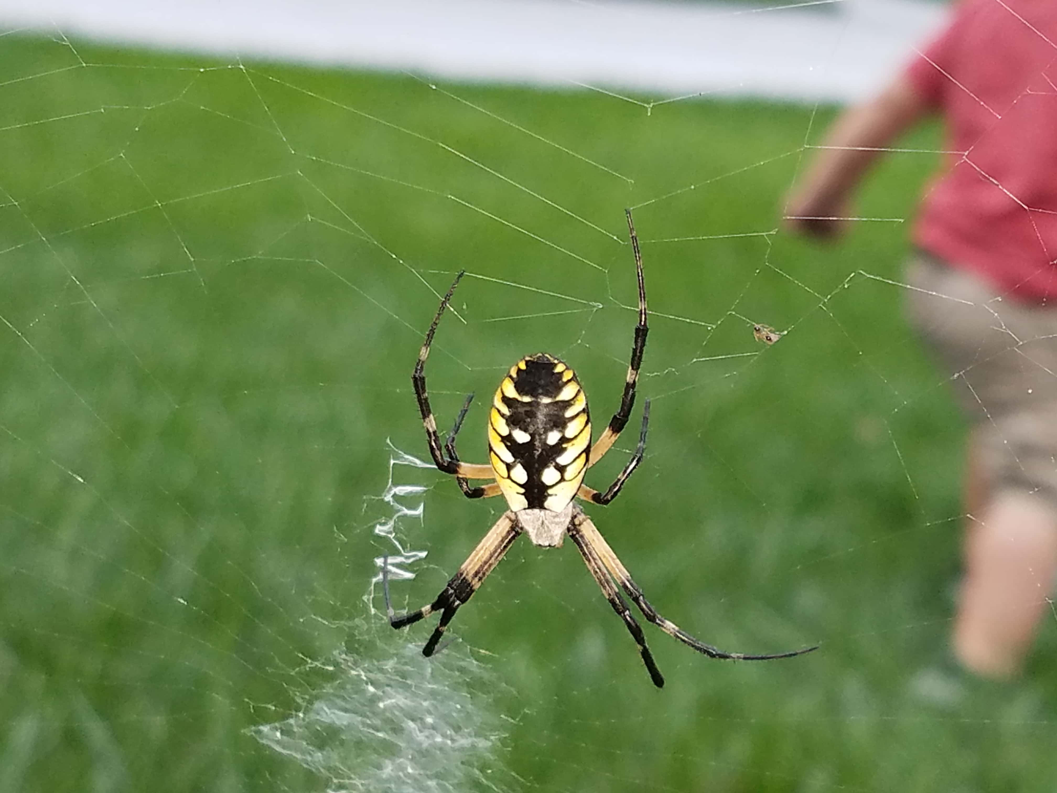 Unidentified spider in Omaha, Nebraska United States