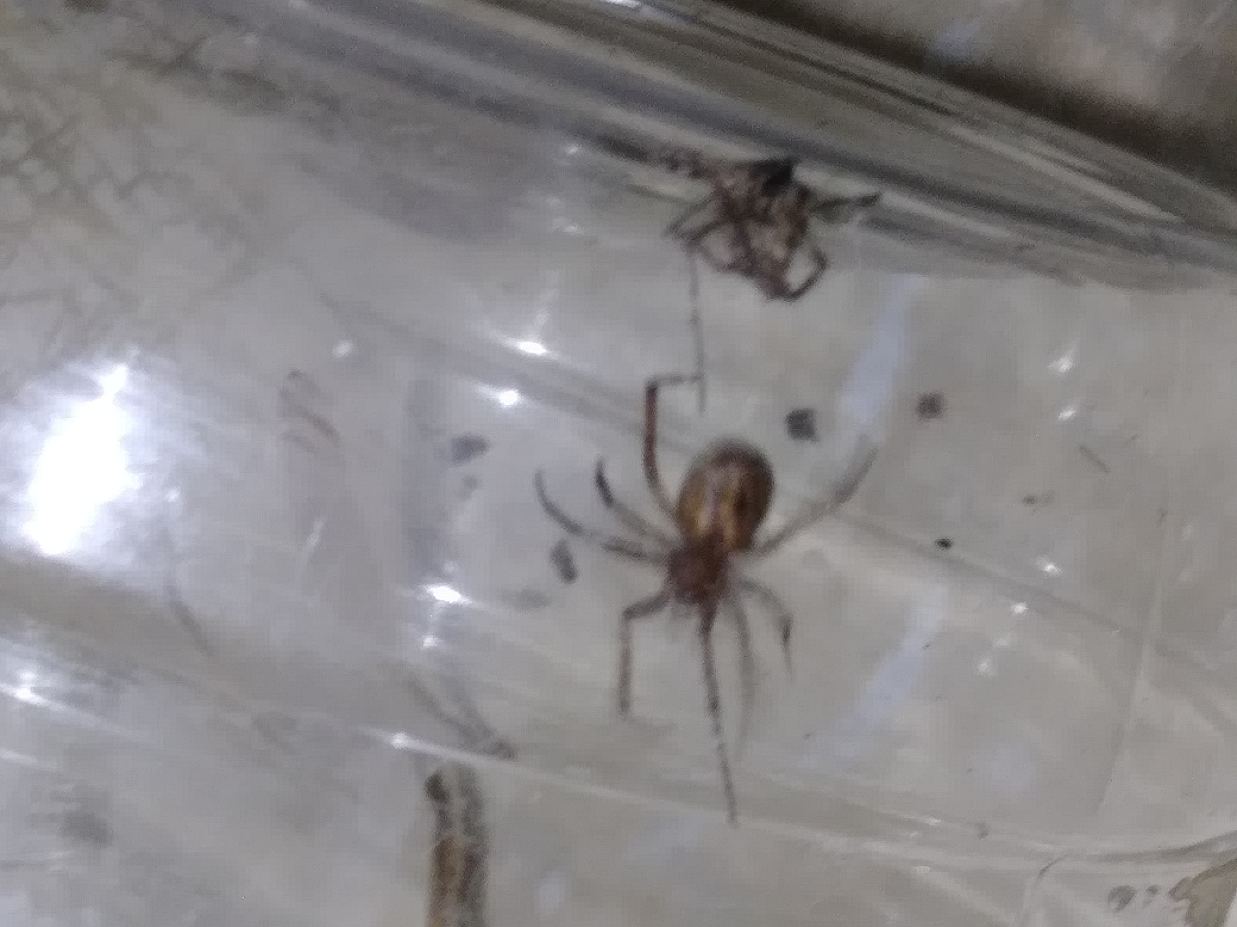 Unidentified spider in IDAHO FALLS, Idaho United States
