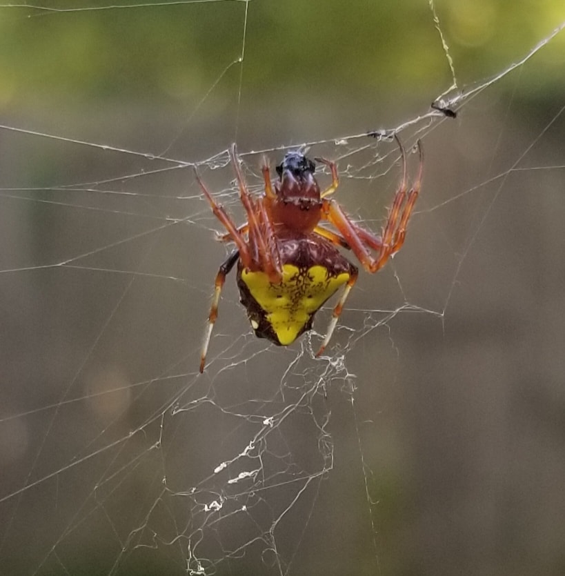 Female Verrucosa arenata (Arrowhead Orbweaver) in Louisville, Kentucky