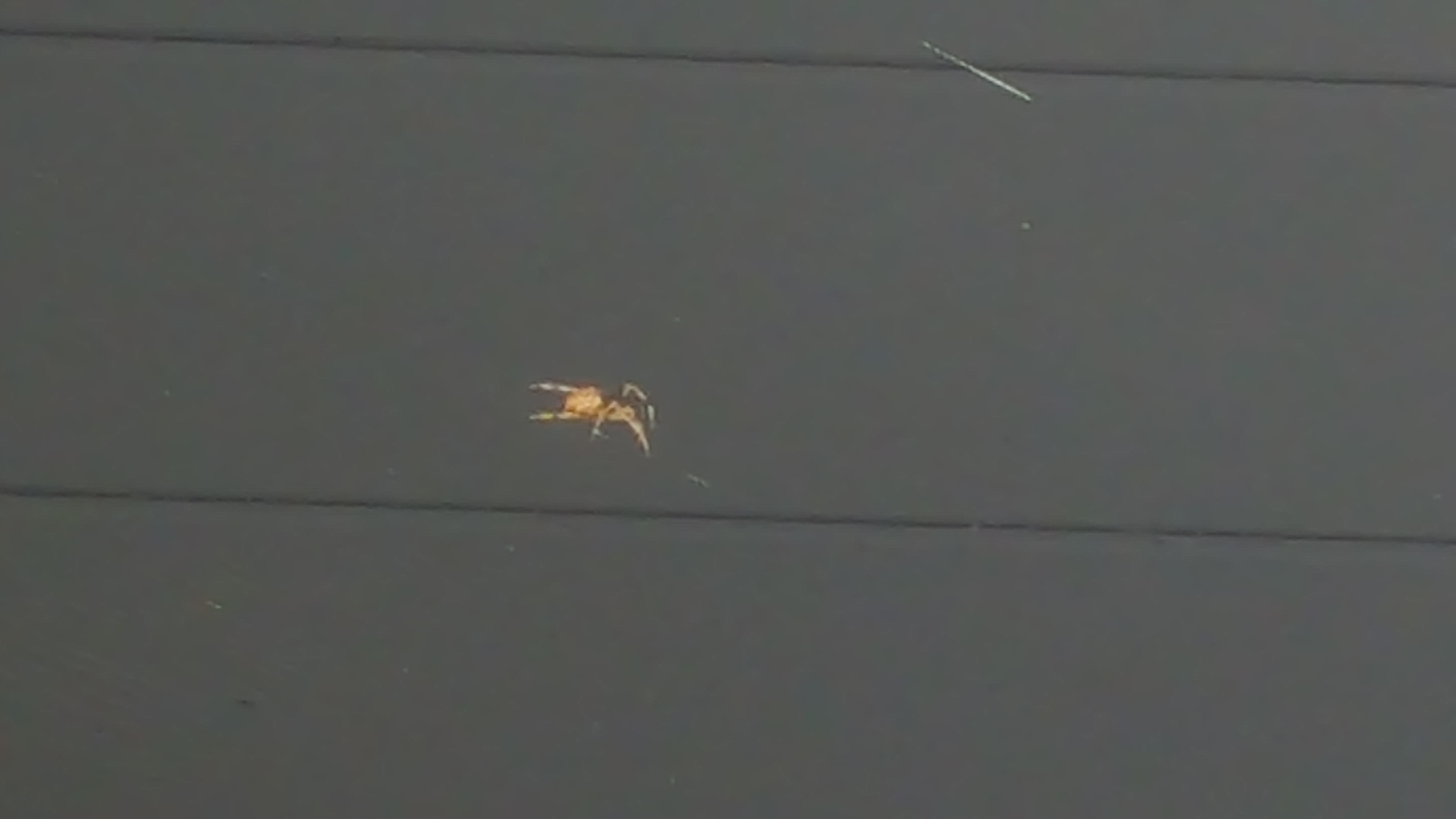 Araneidae (Orbweavers) in California United States