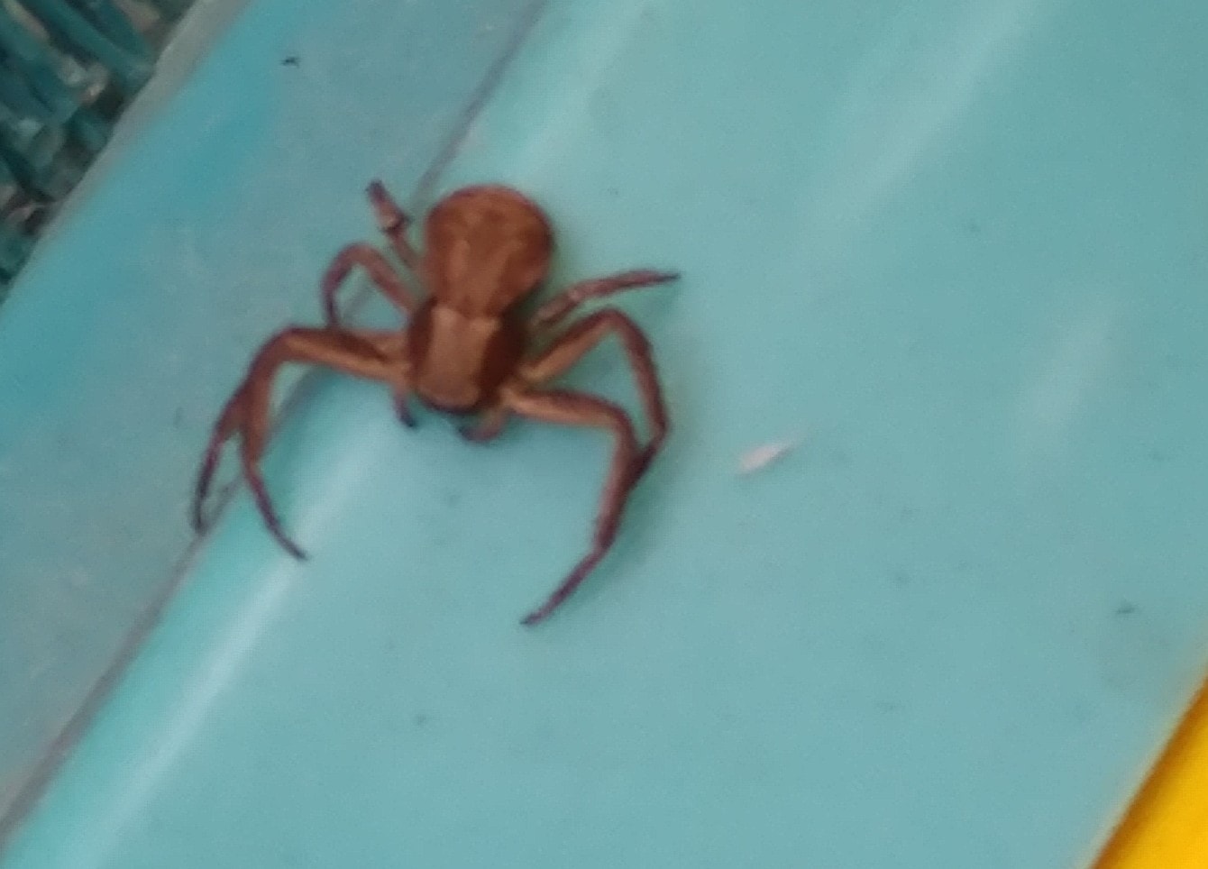 Xysticus (Ground Crab Spiders) in Merrill, Michigan United States