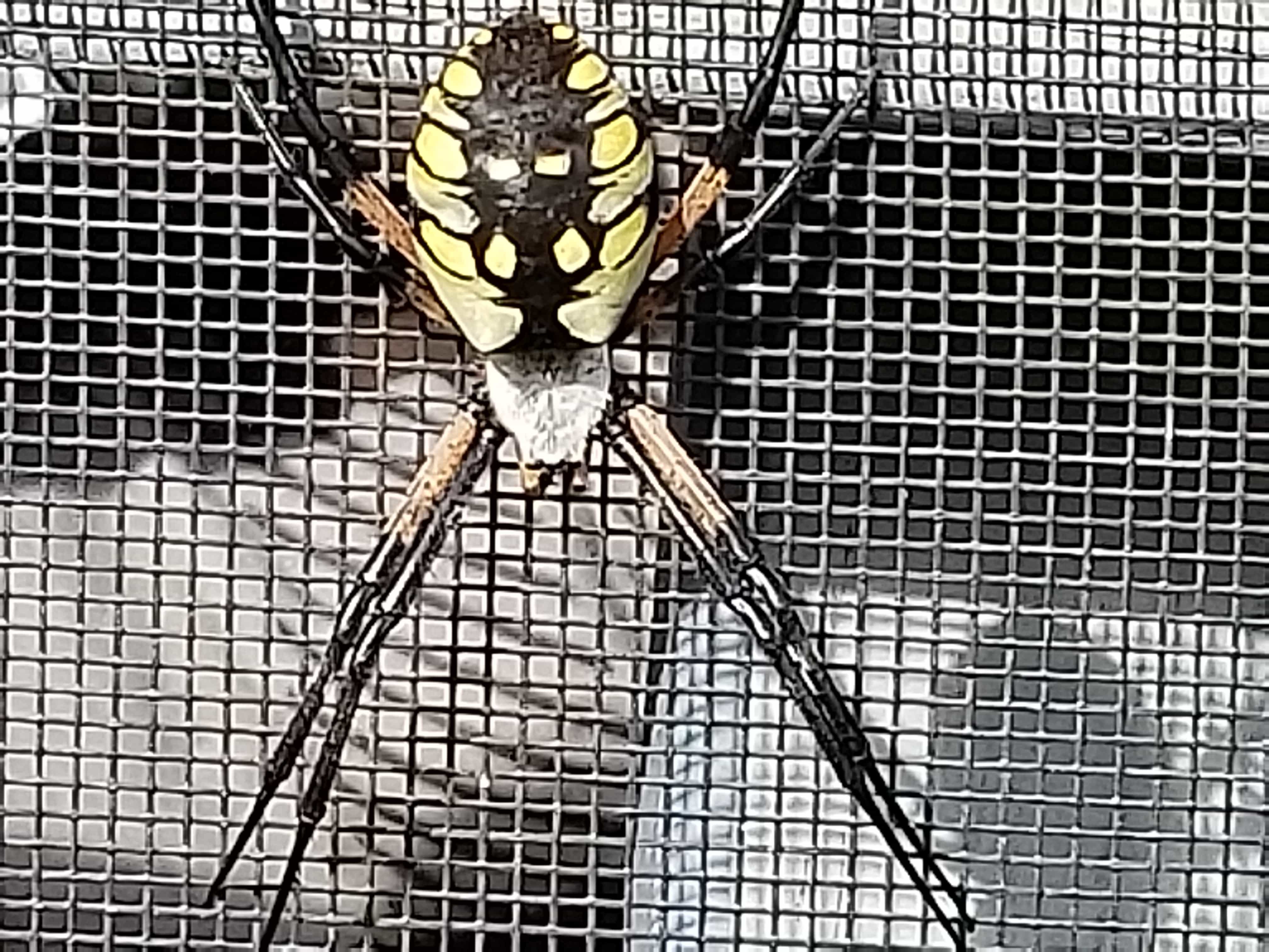 Female Argiope aurantia (Black and Yellow Garden Spider) in Cosby