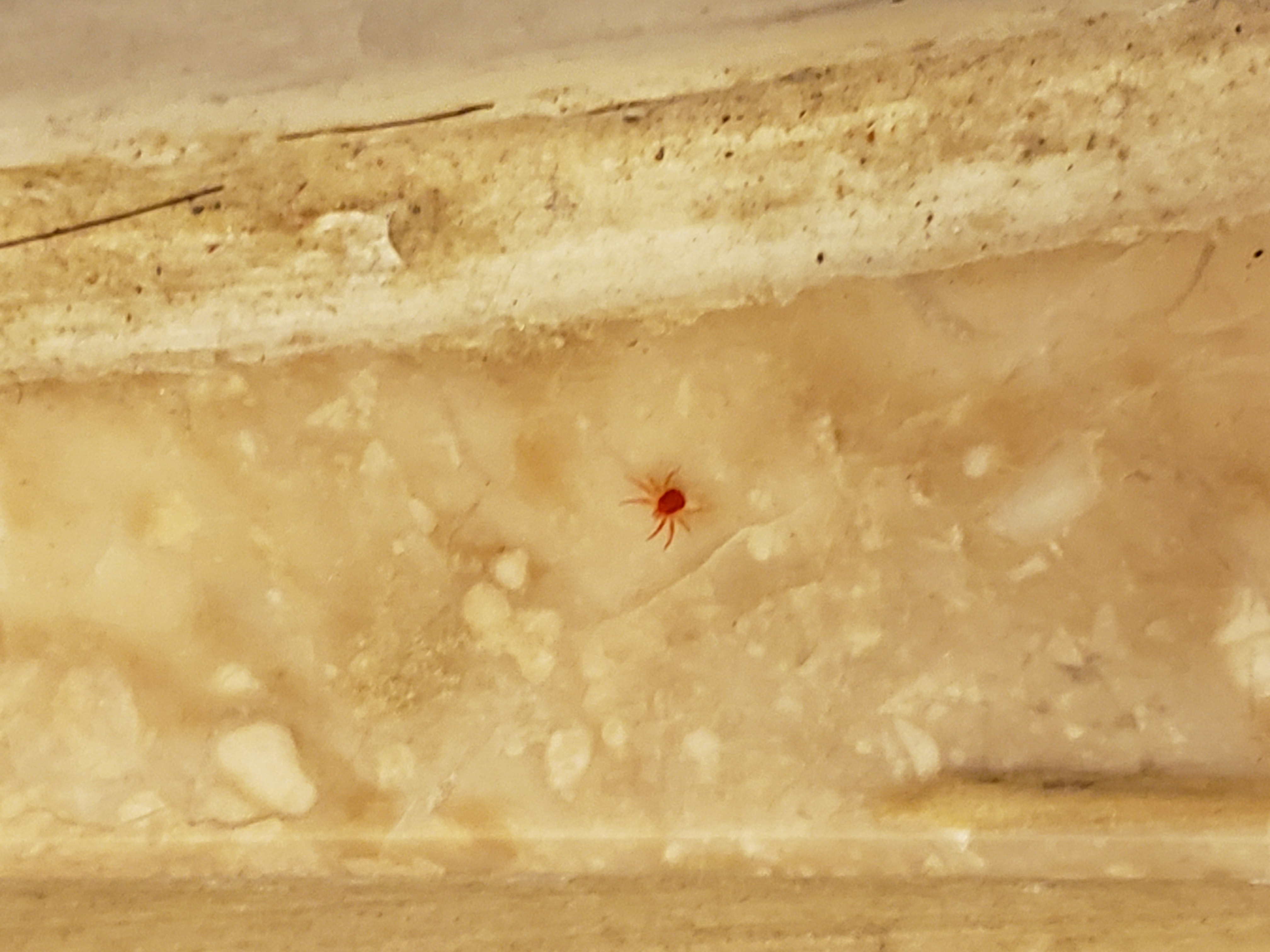 Acari (Mites and Ticks) in Los Angeles, California United States