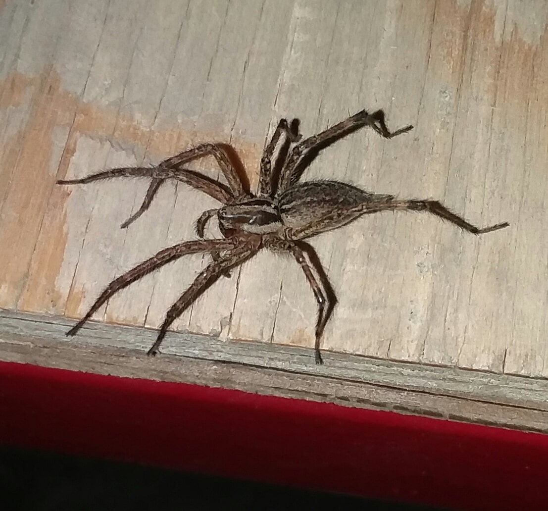 Agelenopsis (Grass Spiders) in Sherwood, Oregon United States