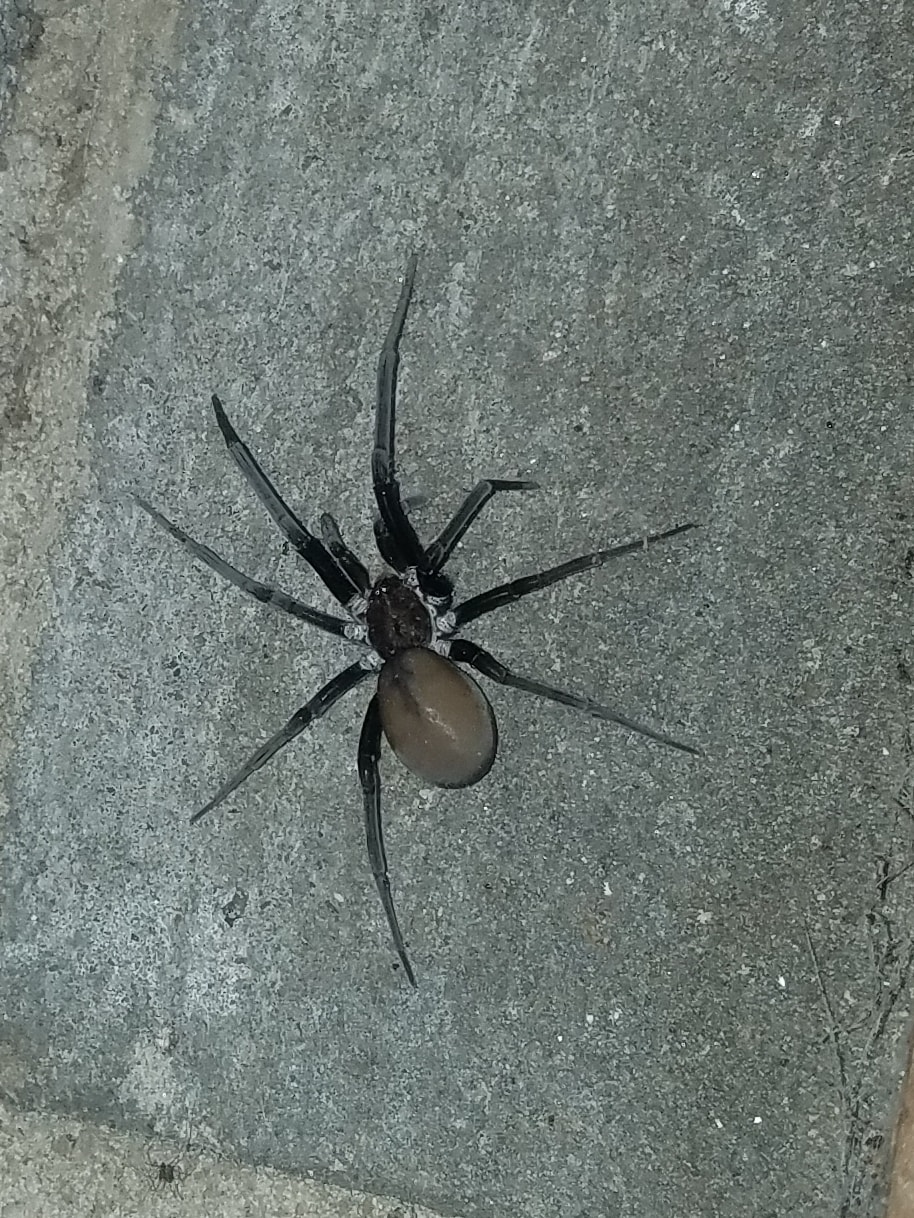 Female Kukulcania hibernalis (Southern House Spider) in United