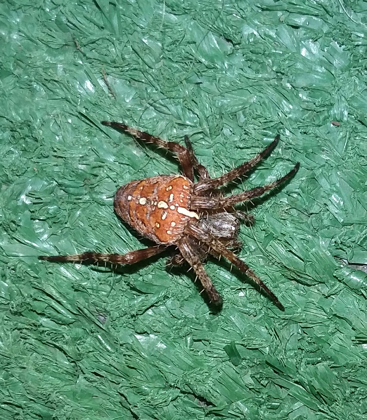 Unidentified spider in Salem, Oregon United States