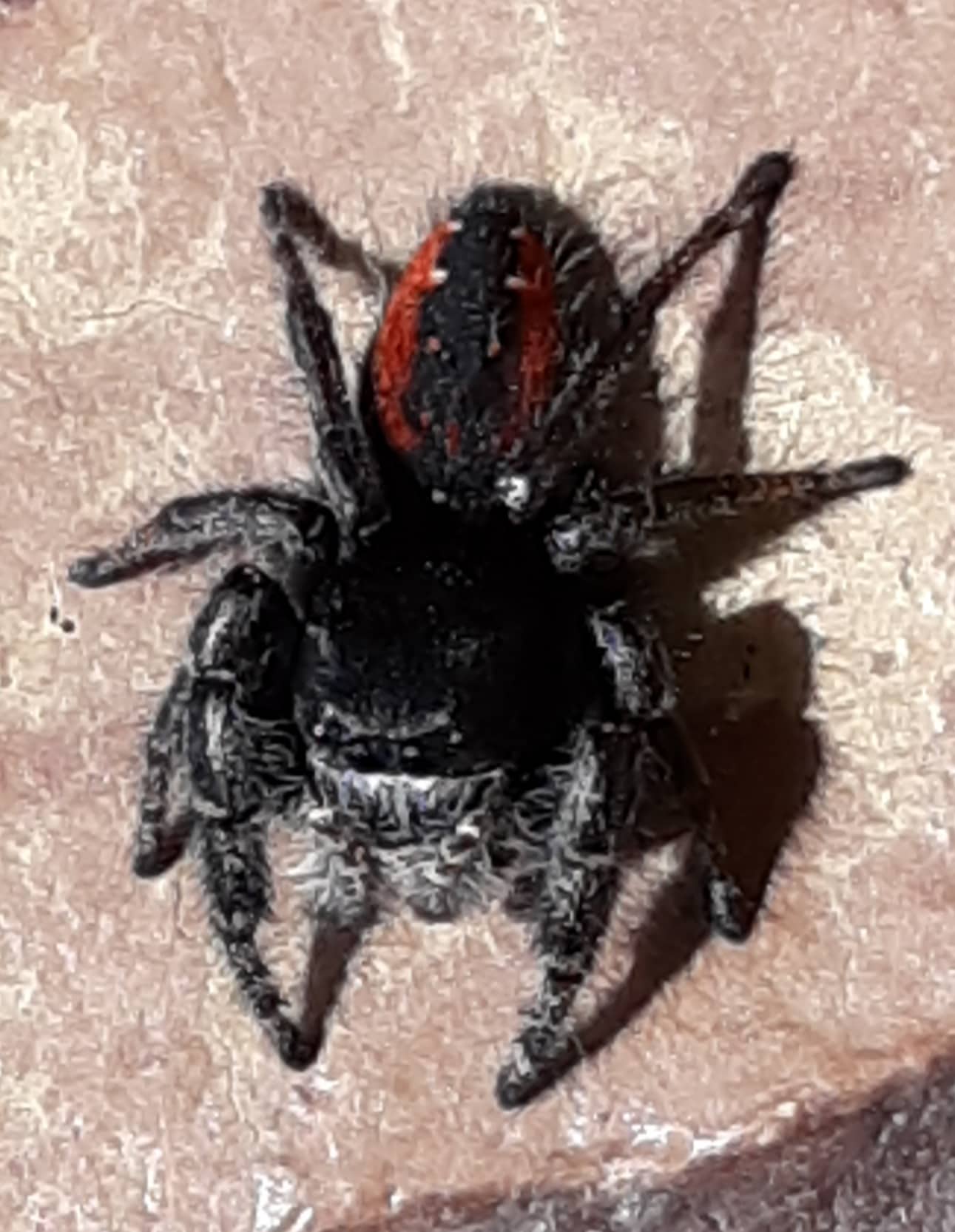 Phidippus johnsoni (Johnson Jumping Spider) in Goldendale, wa