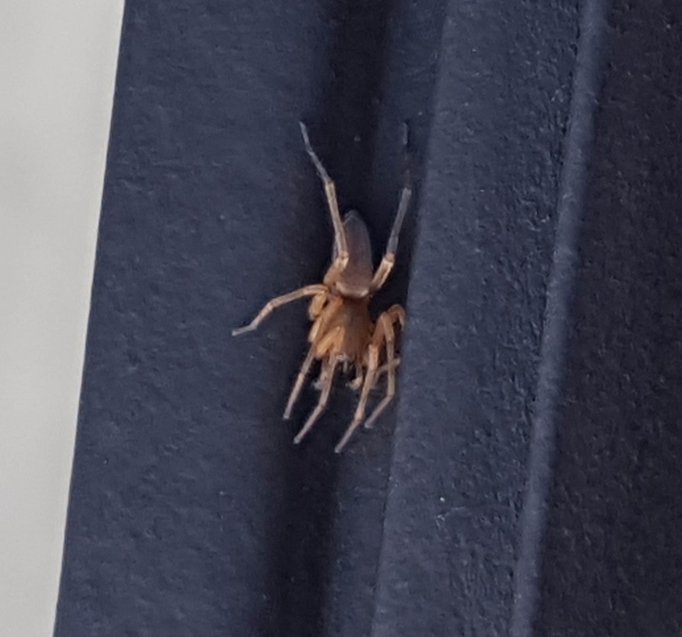 Clubiona (Leafcurling Sac Spiders) in Maple Ridge, British Columbia Canada