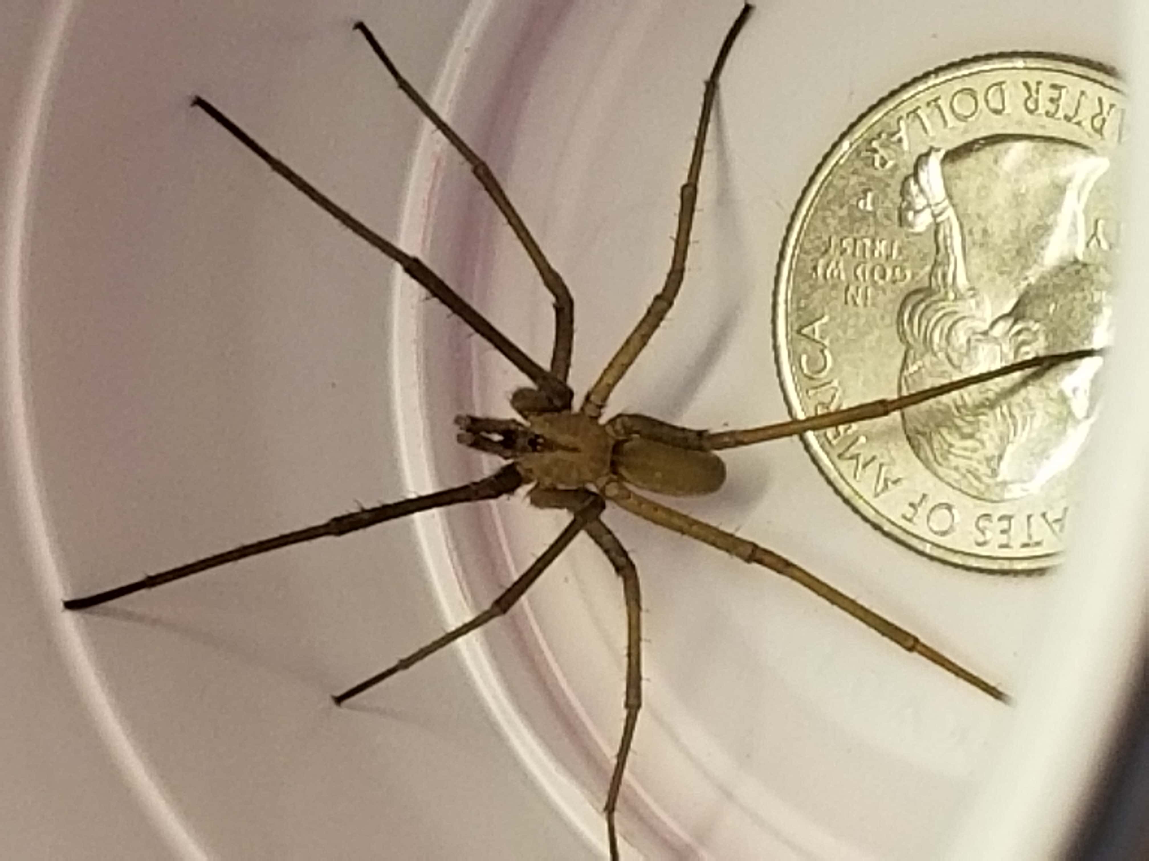 Male Kukulcania hibernalis (Southern House Spider) in Atlanta,