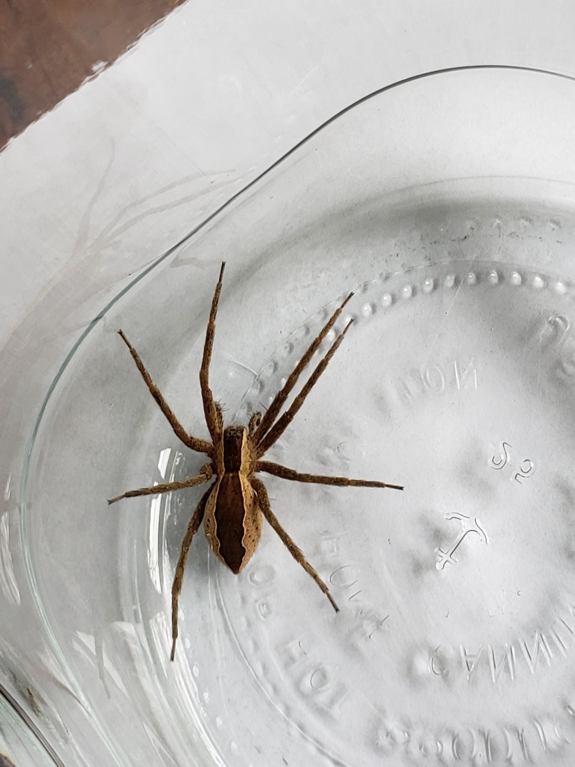 Unidentified spider in Hopkinton, New Hampshire United States