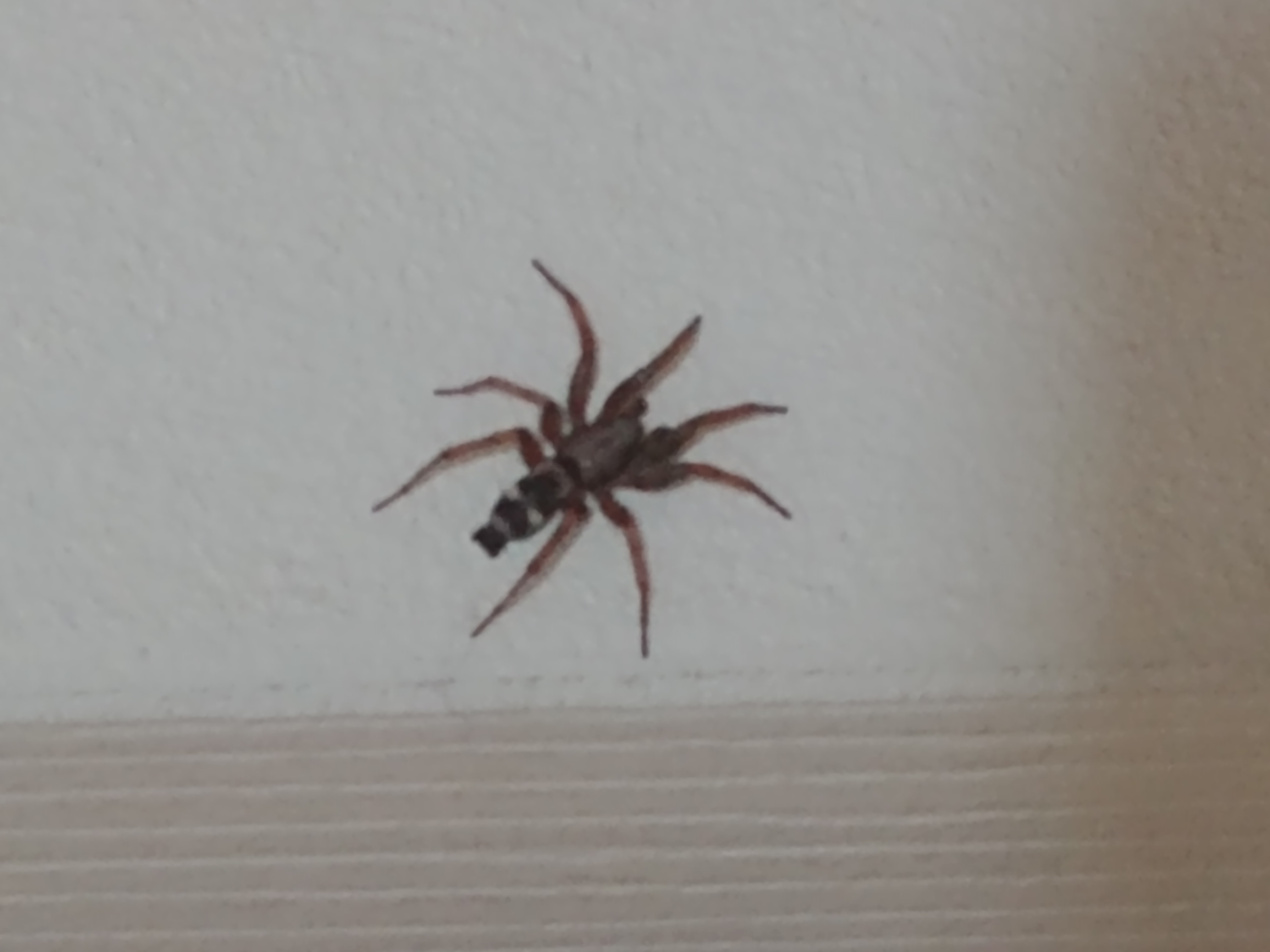 Unidentified spider in Idaho Falls, Idaho United States