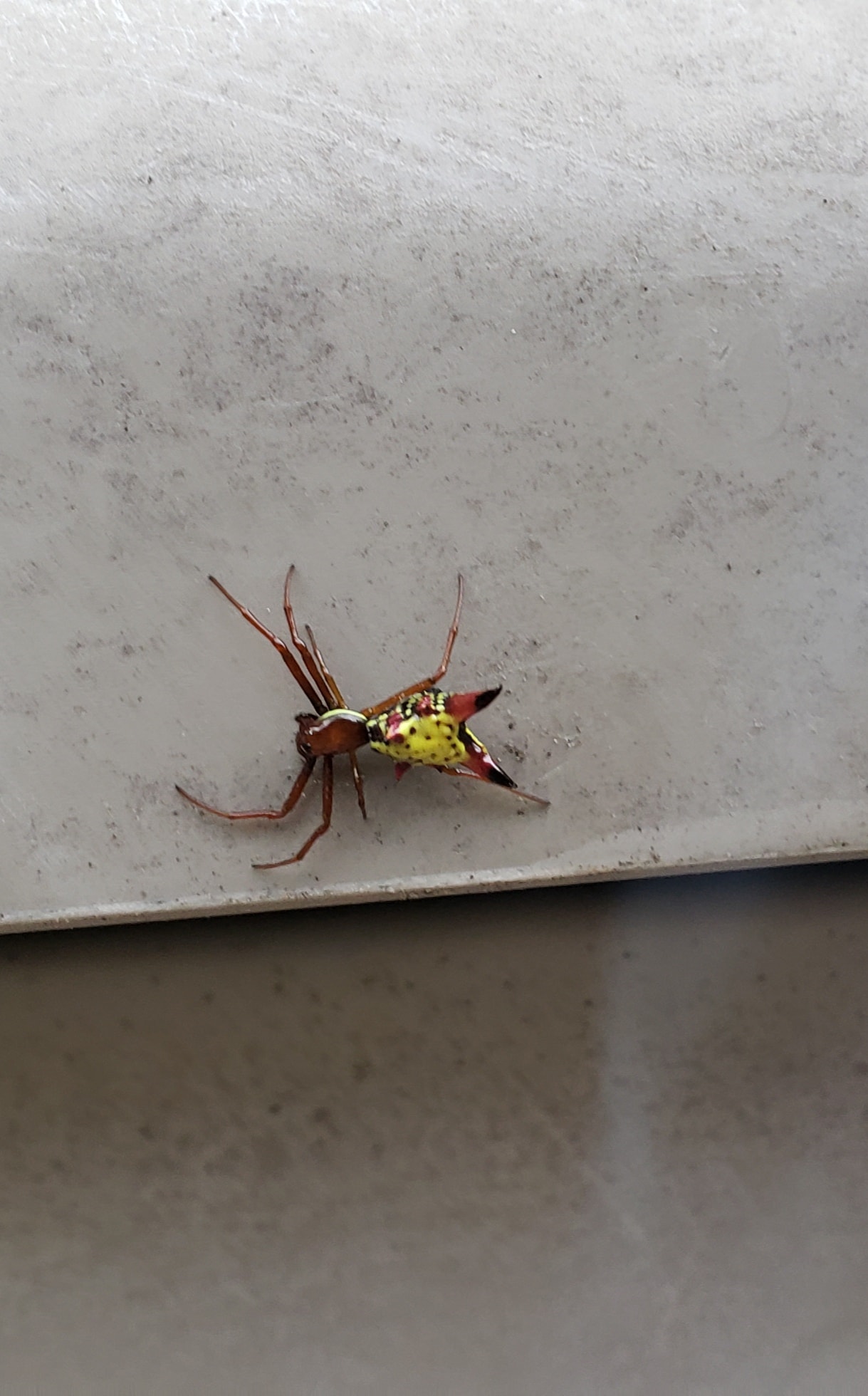 Unidentified spider in Pennsylvania United States