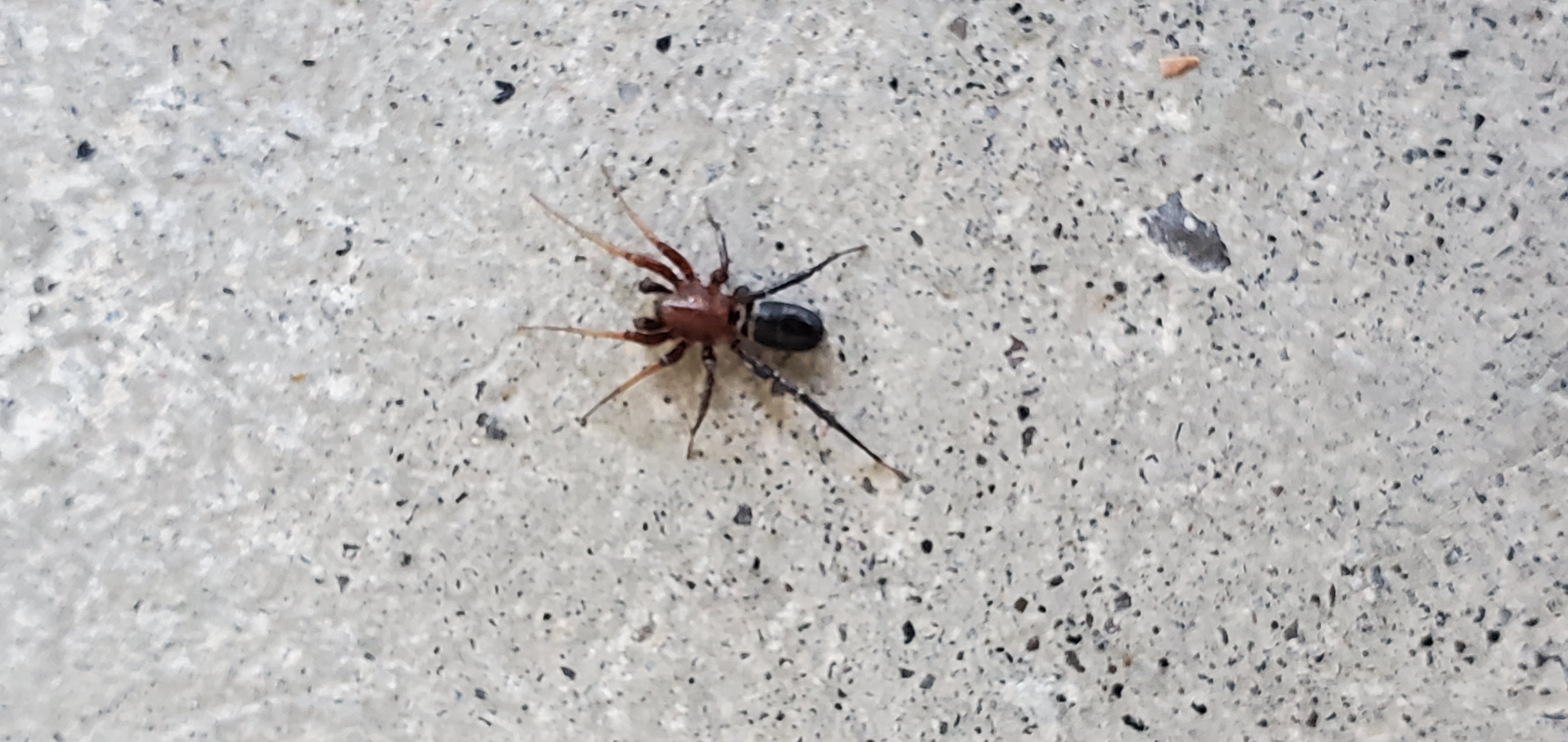 Unidentified spider in Mountain Home, Idaho United States