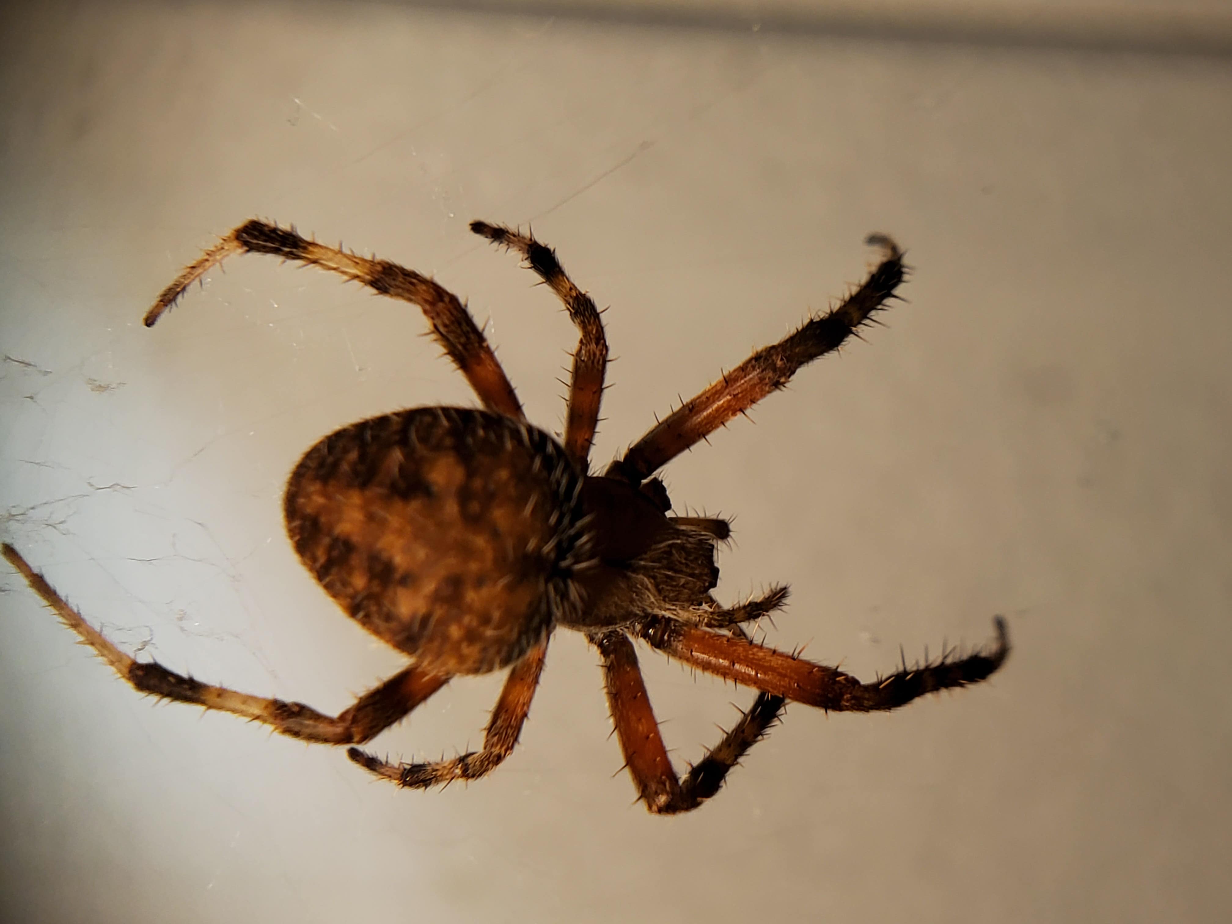Unidentified spider in Warrenton , Missouri United States