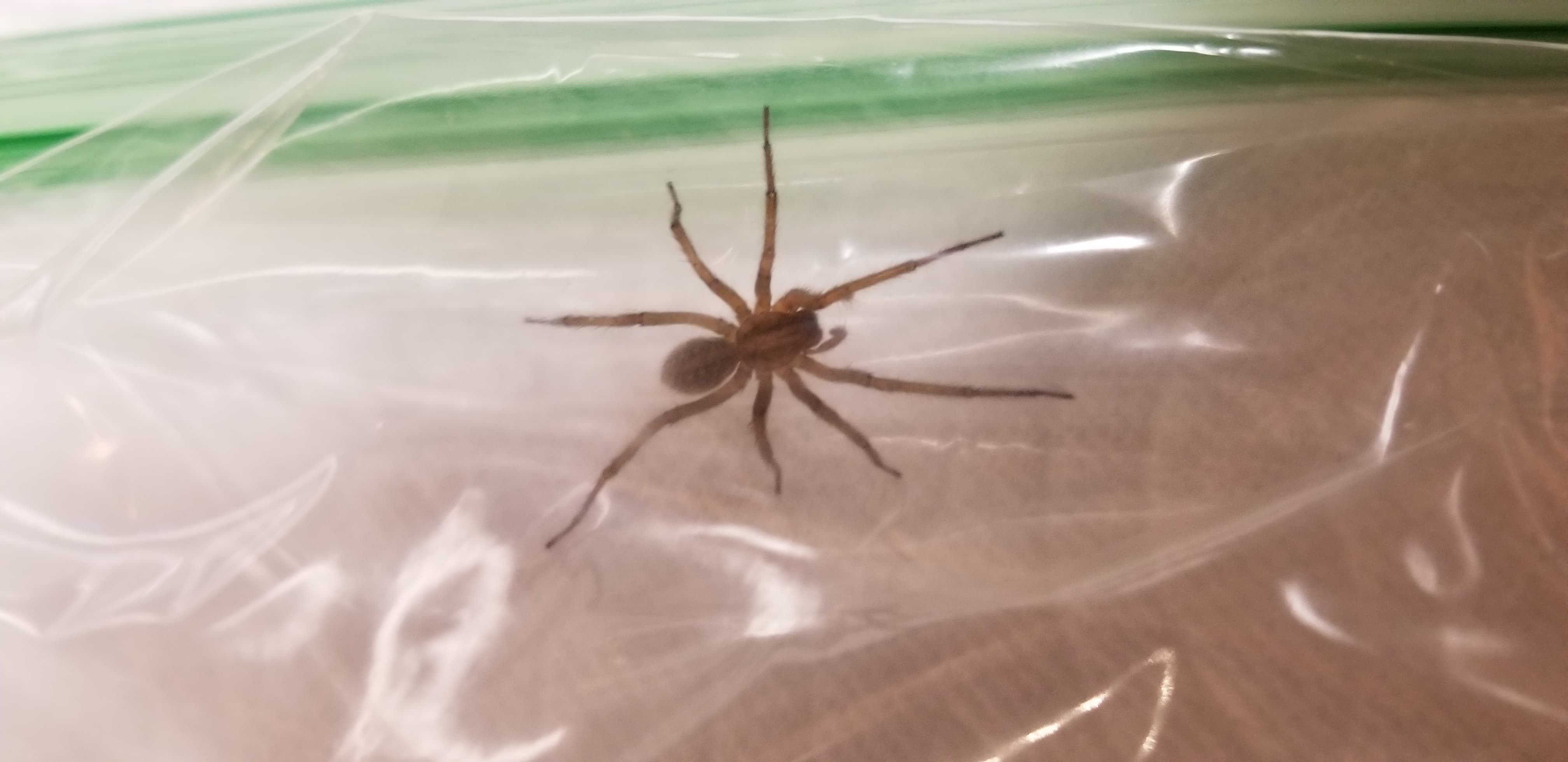 Unidentified spider in Twin falls, Idaho United States