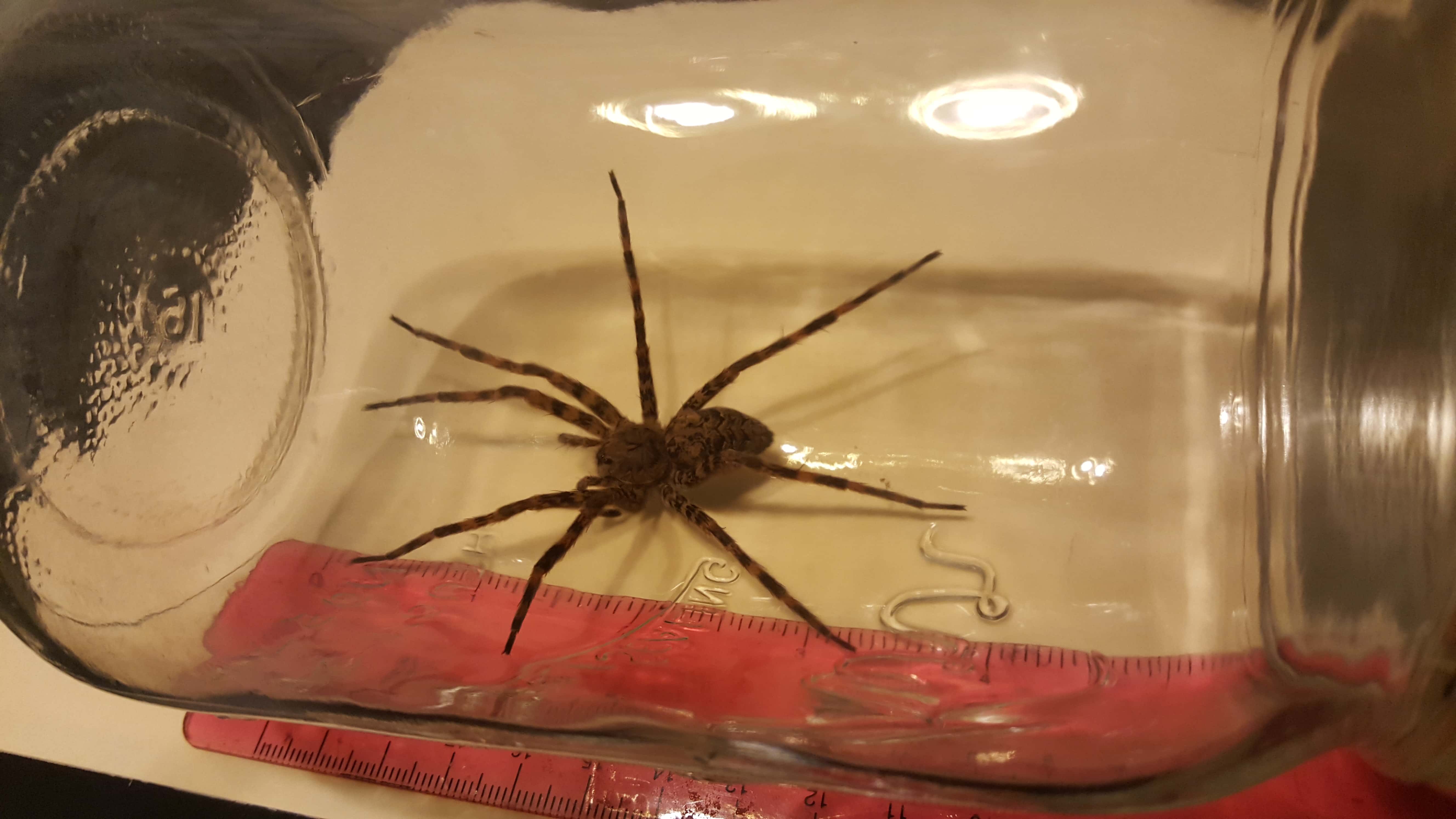 Unidentified spider in Pickens, South Carolina United States