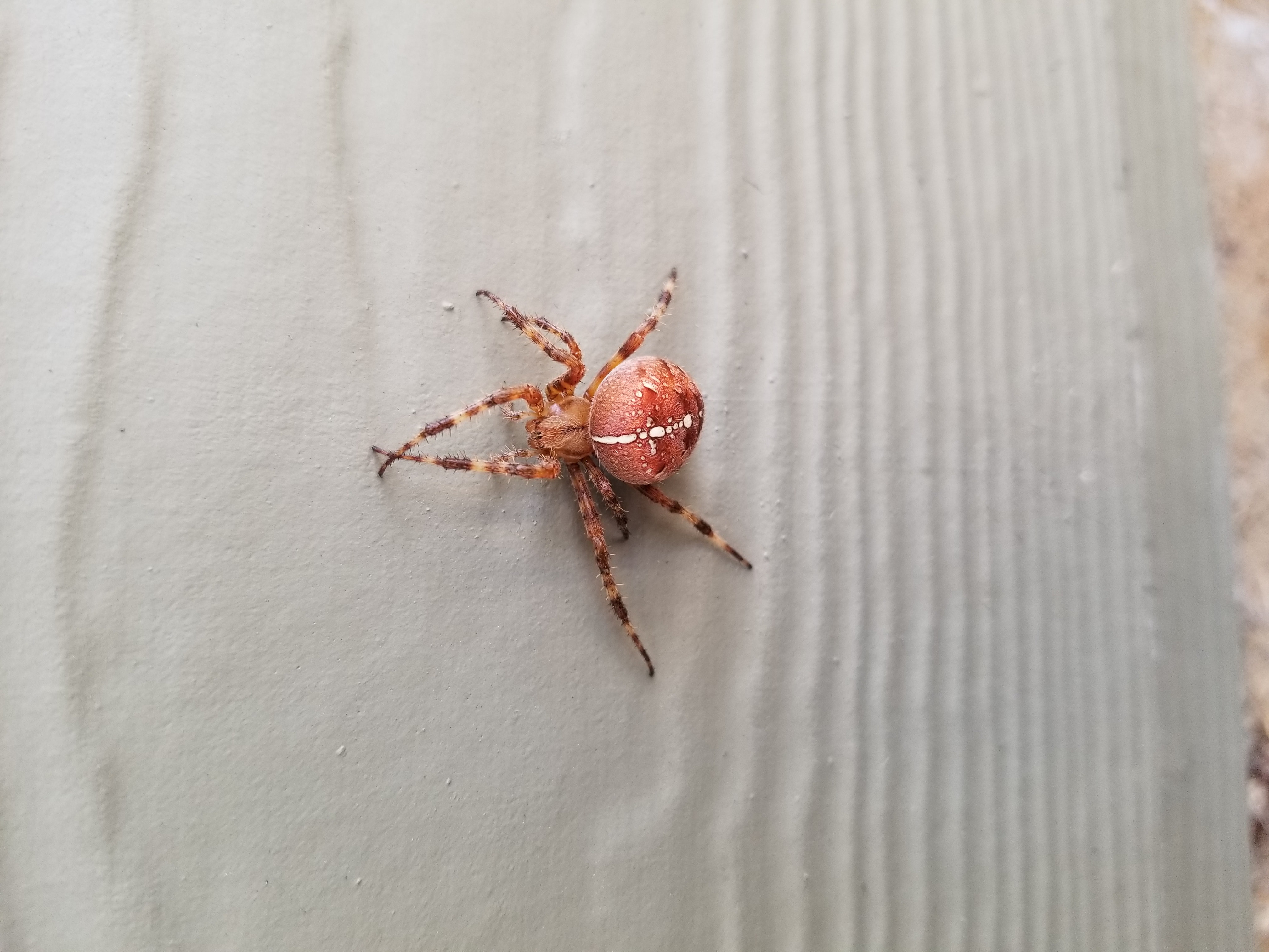 Unidentified spider in Salem, Oregon United States