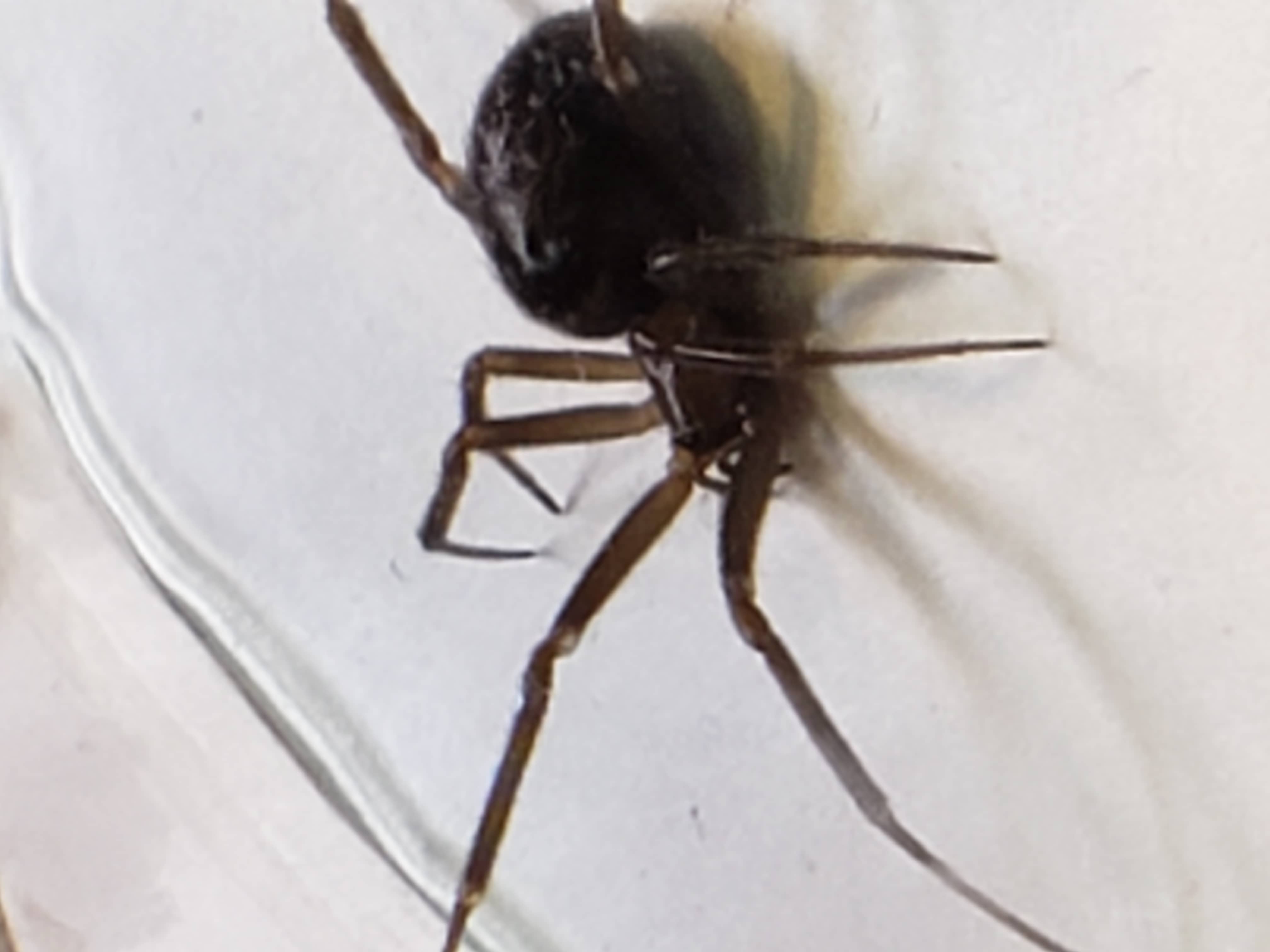 Unidentified spider in Yuma, Arizona United States