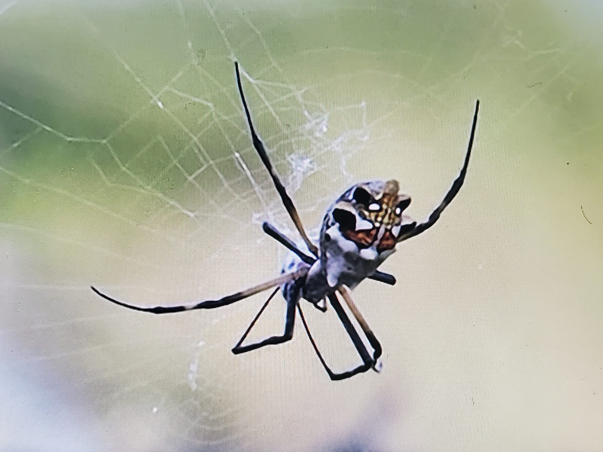 Argiope argentata (Silver Garden Spider) in Larego, Texas United States