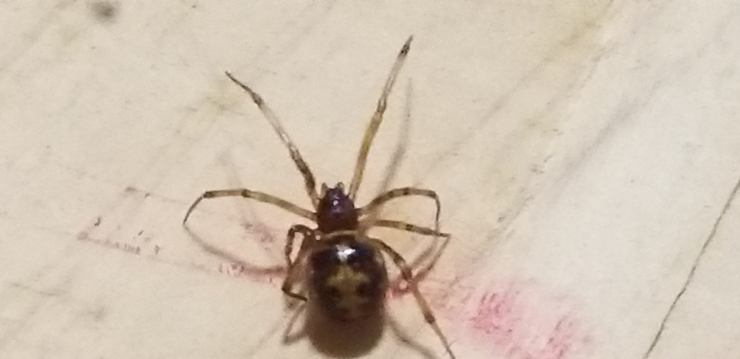 Unidentified spider in Memphis , Tennessee United States
