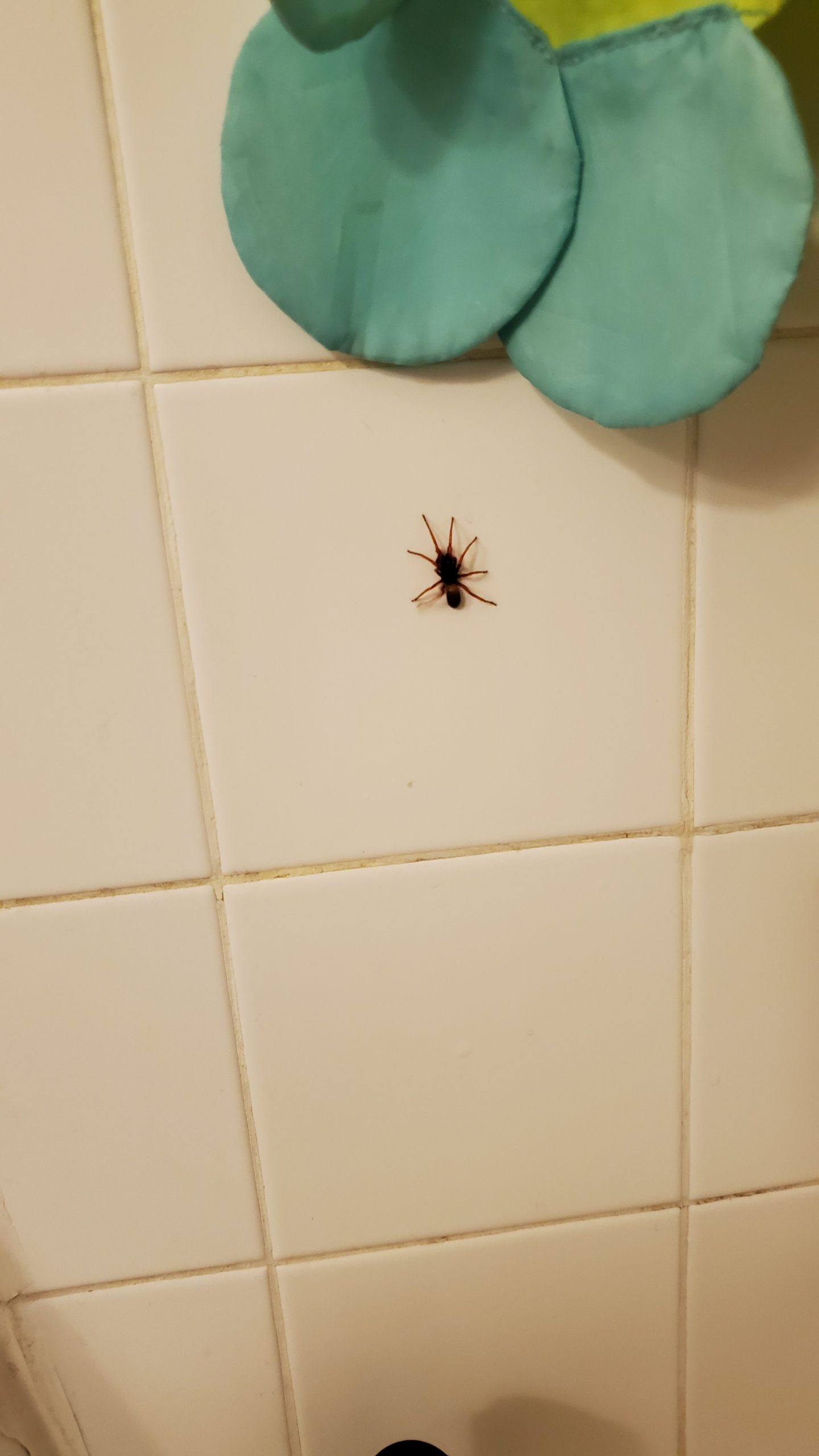 Unidentified spider in Lewiston, Idaho United States