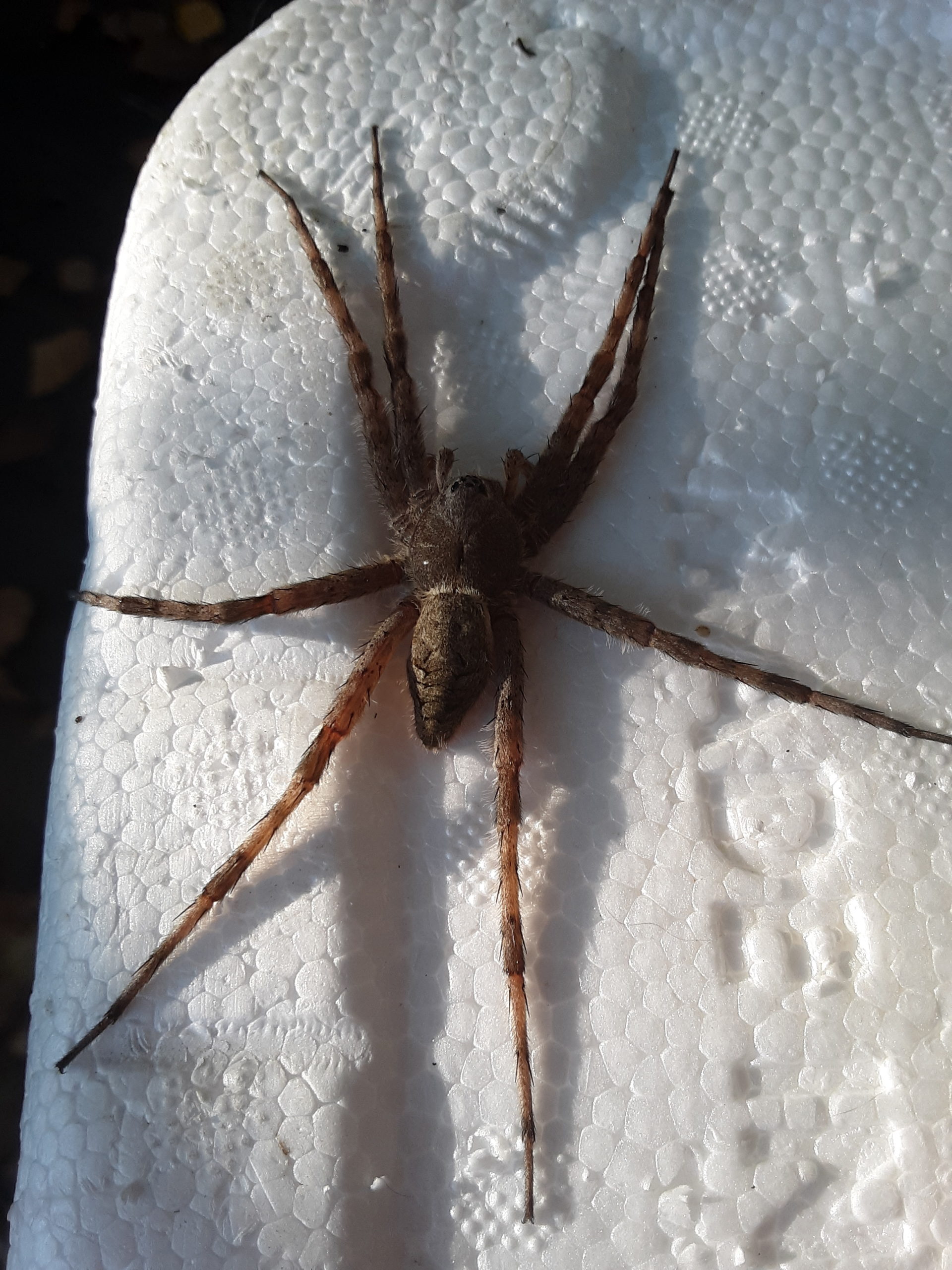 Unidentified spider in South Carolina United States