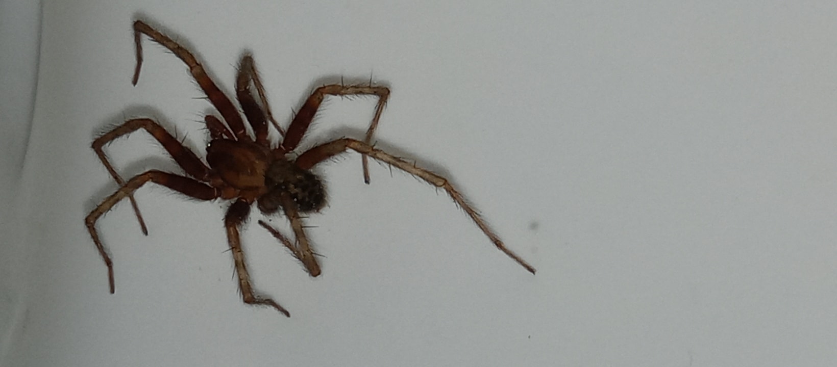 Unidentified spider in Salem, Oregon United States