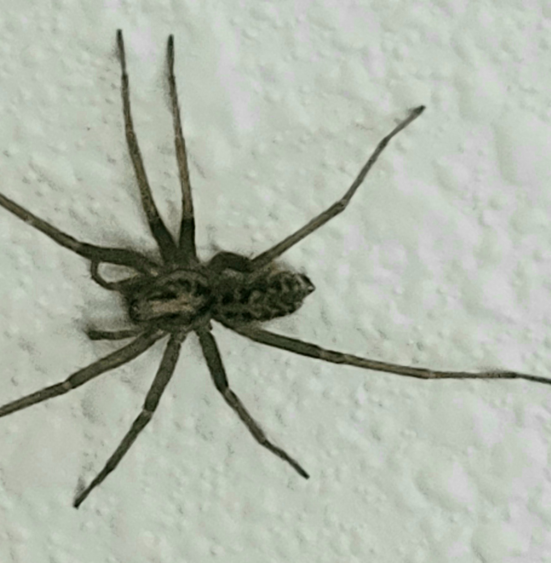 Unidentified spider in Salem, Oregon United States