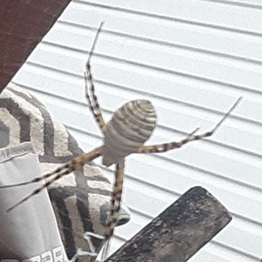 Unidentified spider in Piedmont, South Dakota United States