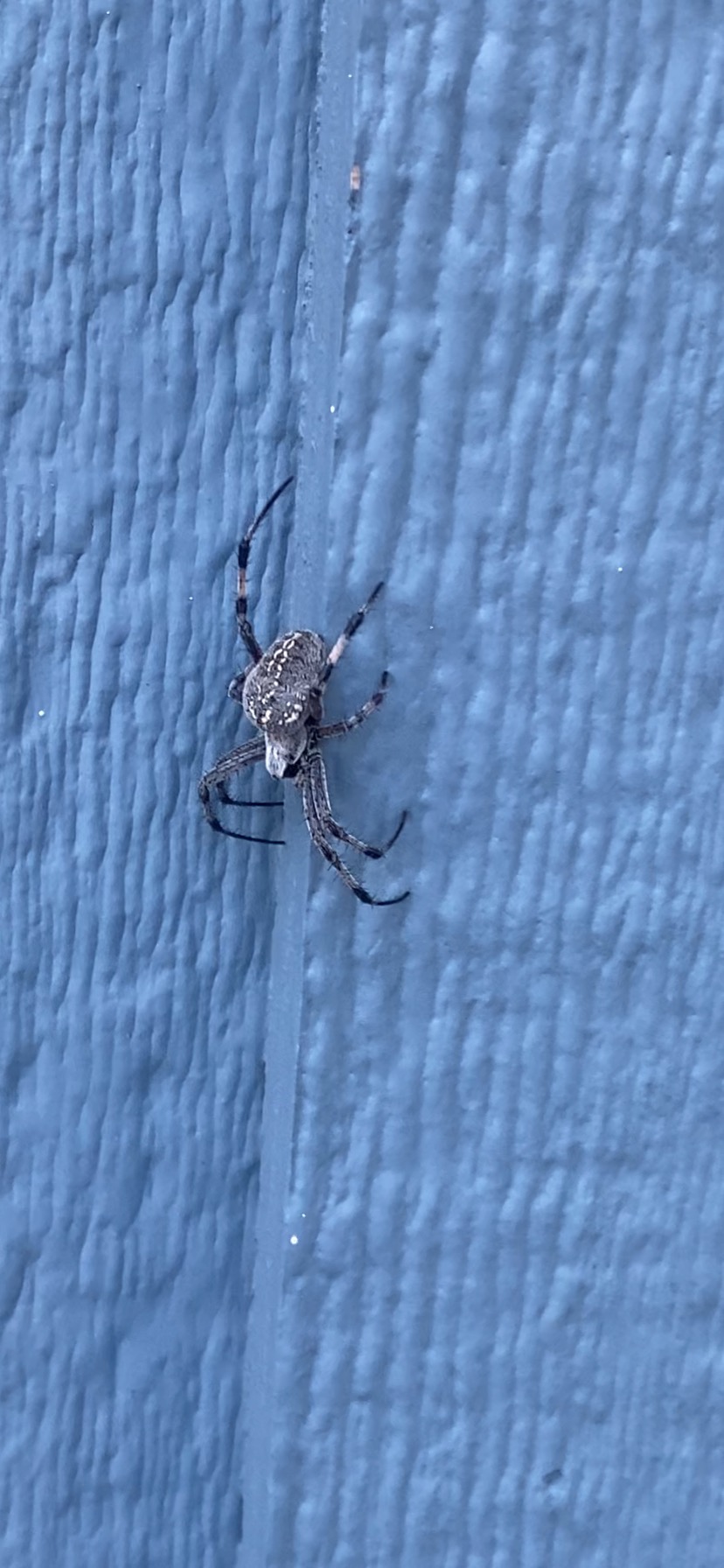 Neoscona oaxacensis (Western Spotted Orb-weaver) in Santa Barbara