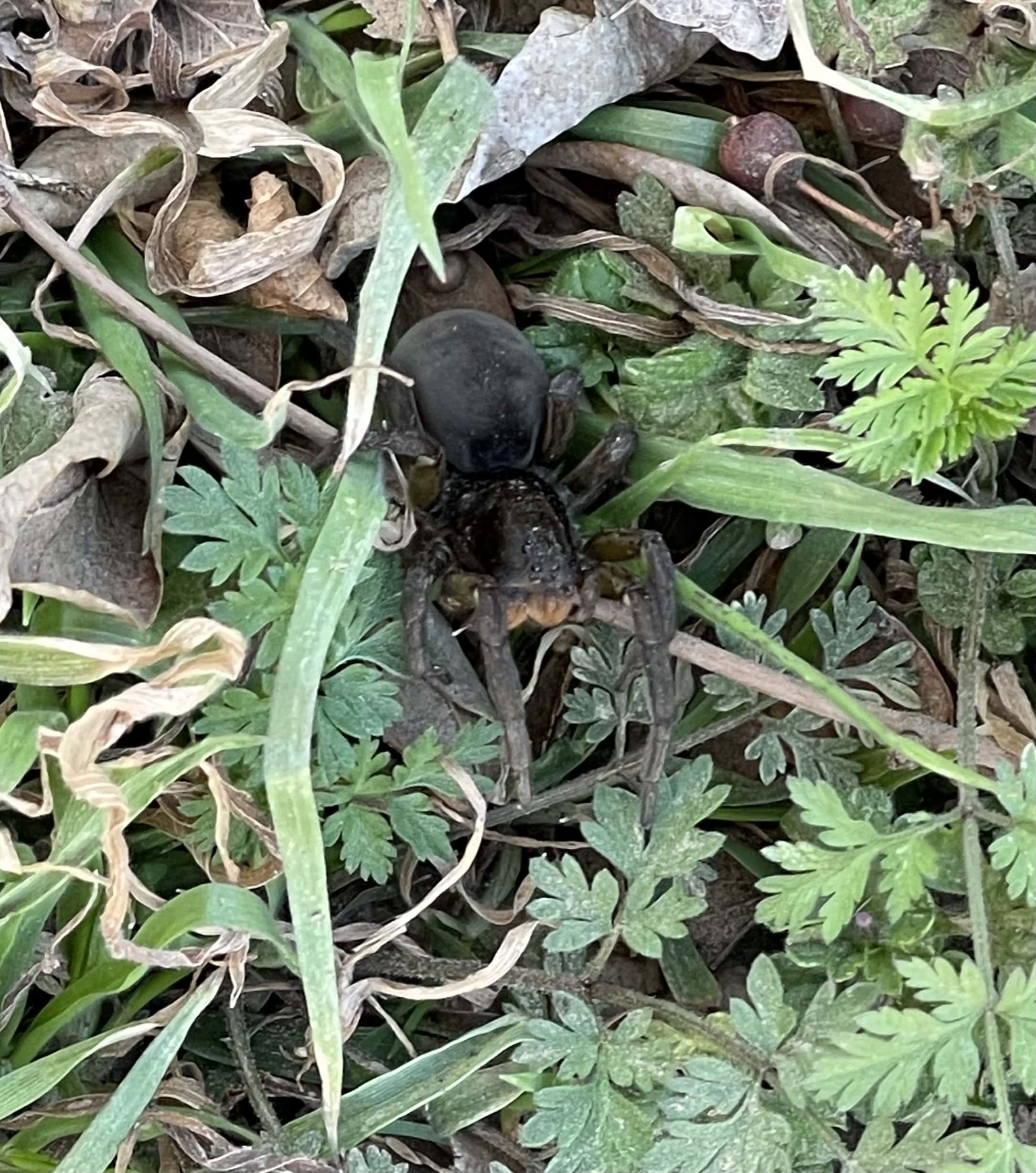 Unidentified spider in Lawton, Oklahoma United States