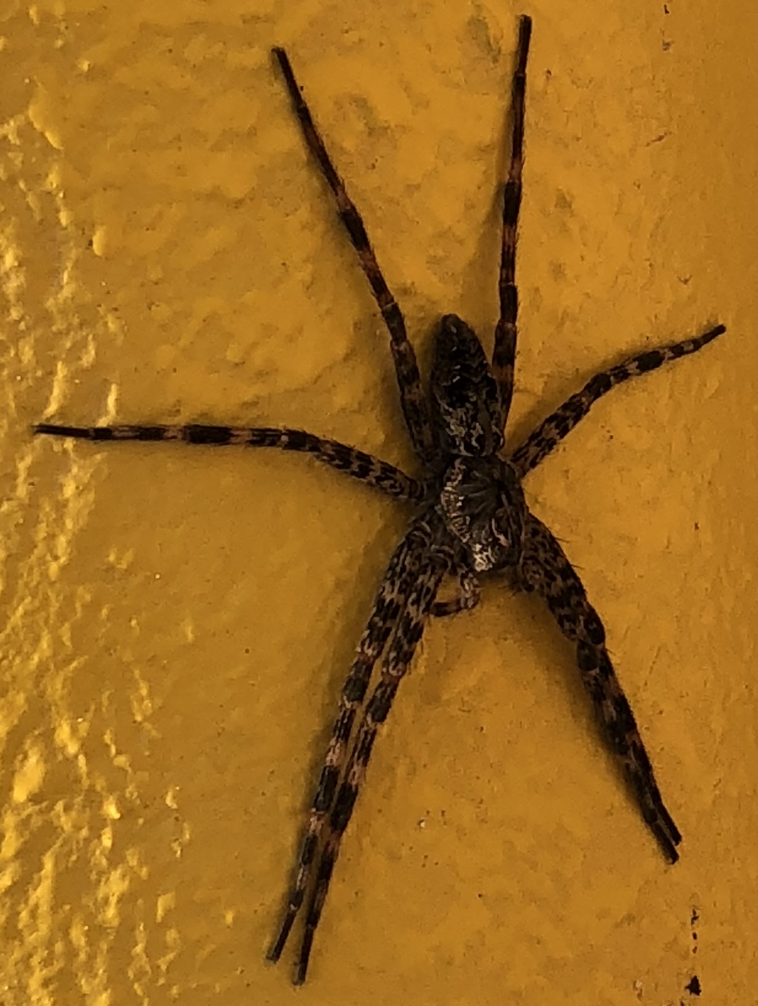 Dolomedes (Fishing Spiders) in Windham, Maine United States