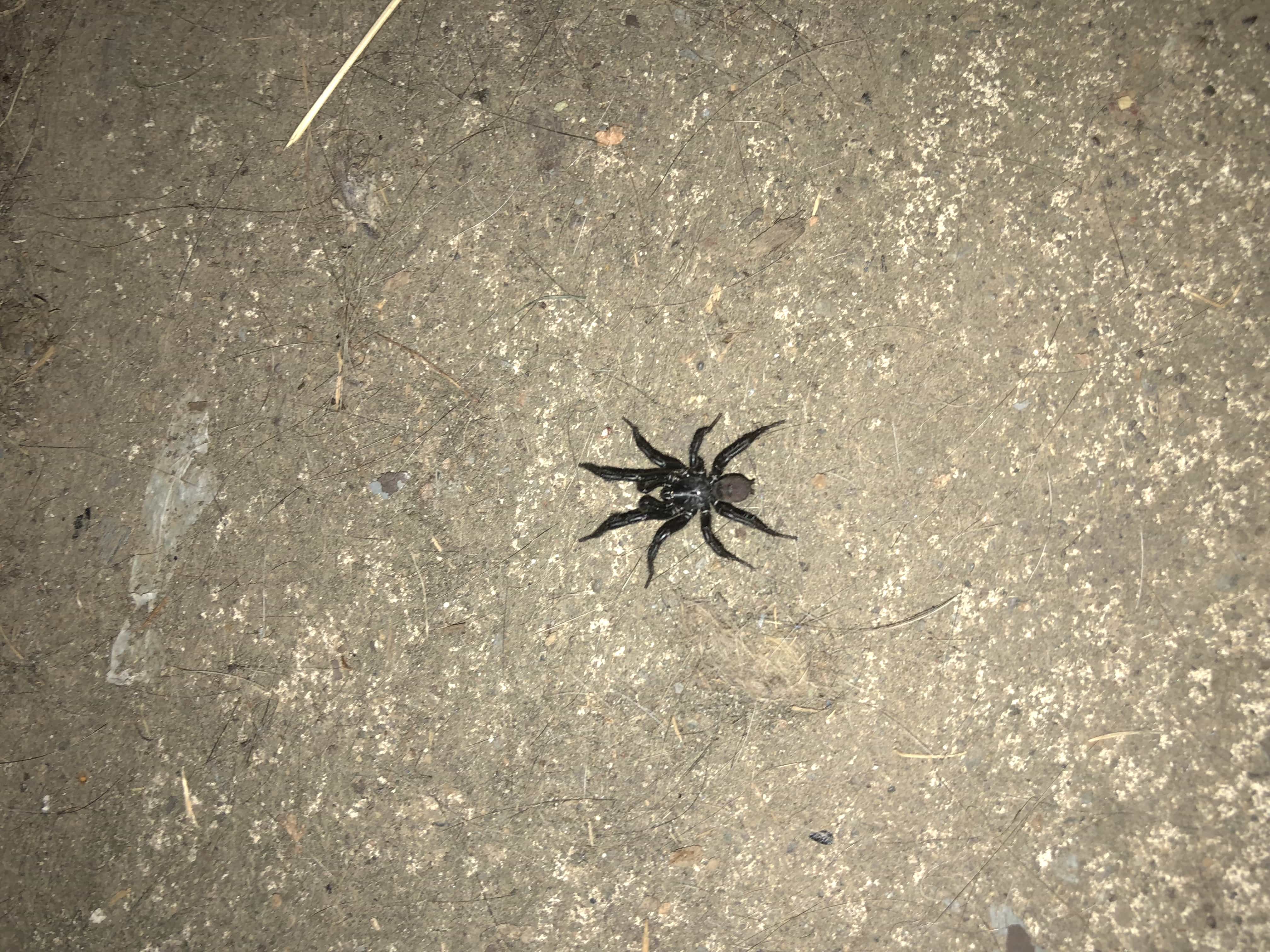 Unidentified spider in Salem, Oregon United States