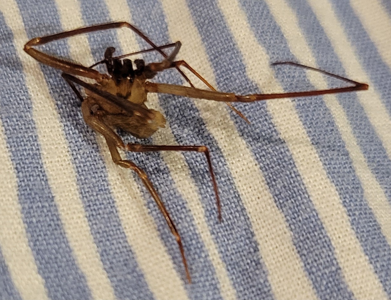 Unidentified spider in Derby, Kansas United States