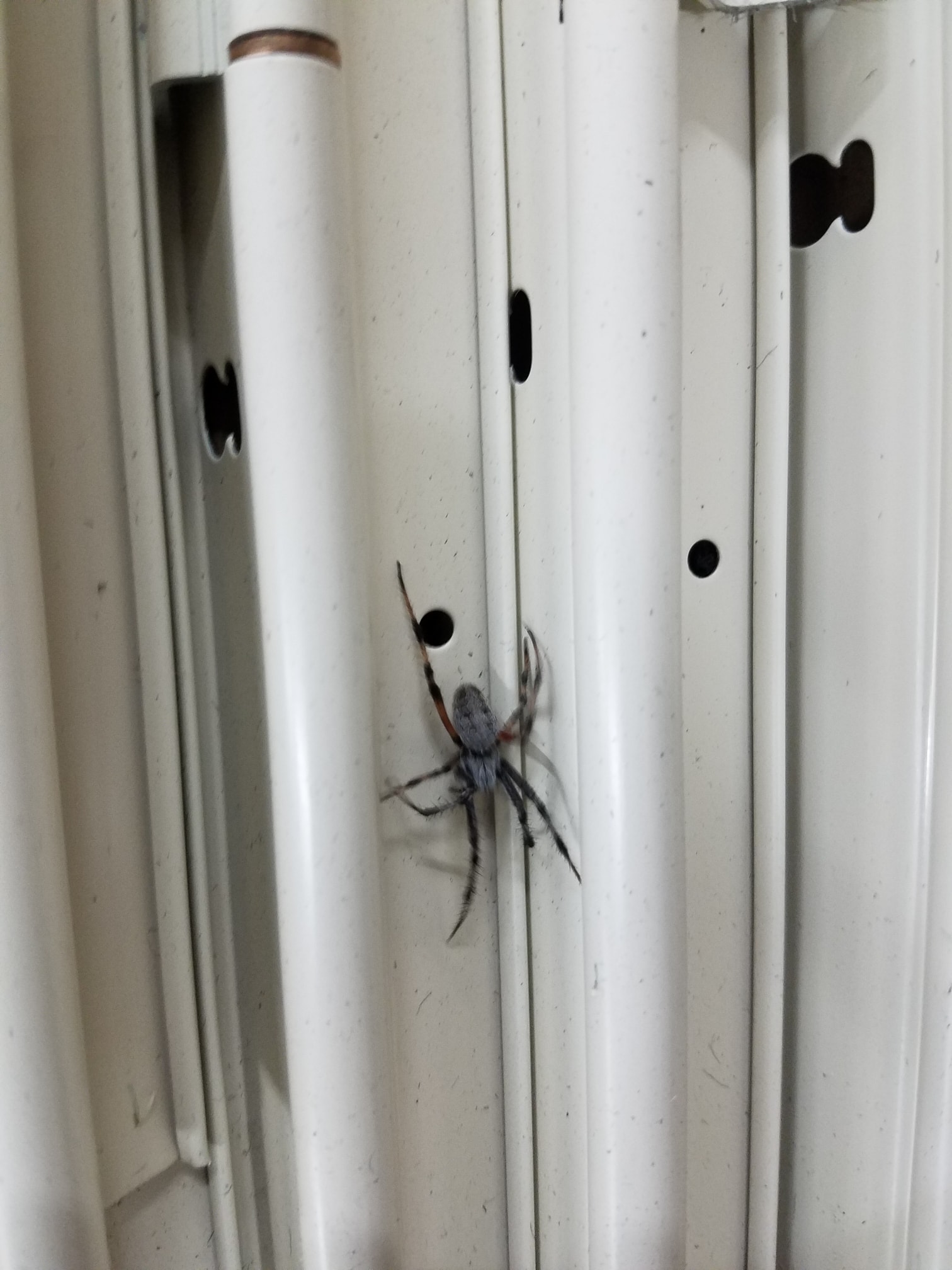 Unidentified spider in Brookings, South Dakota United States