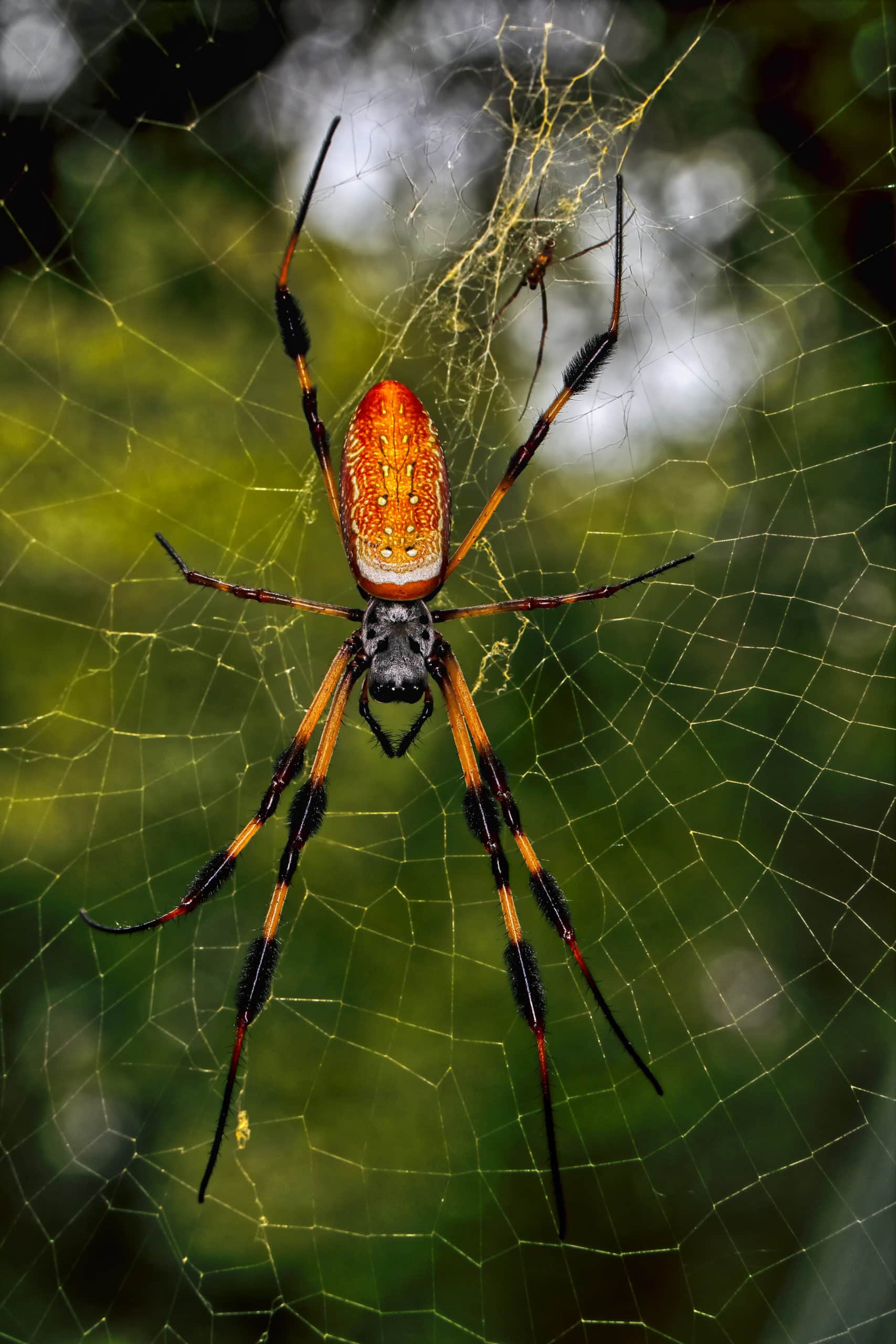 Unidentified spider in Gulf Shores, Alabama United States