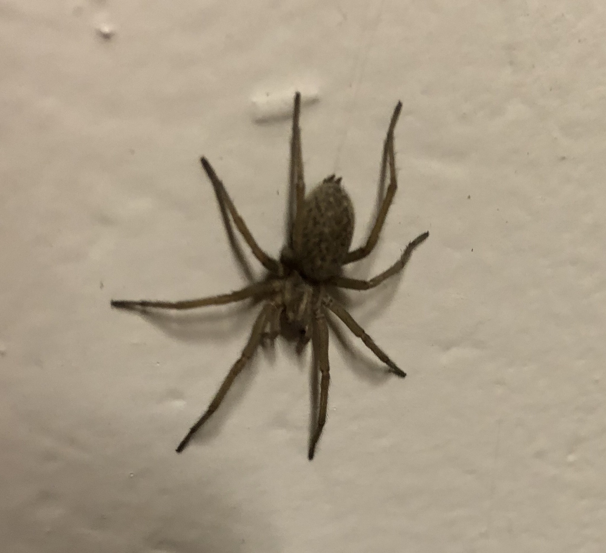 Unidentified spider in Rathdrum, Idaho United States