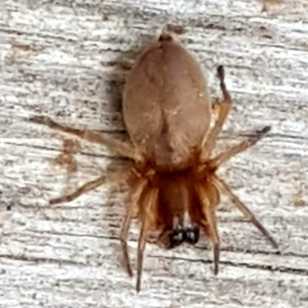 Clubiona (Leafcurling Sac Spiders) in Calgary, Alberta Canada