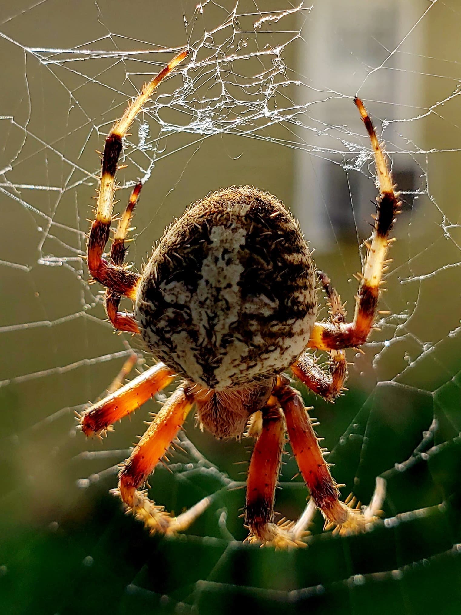 Unidentified spider in North Kansas City, Missouri United States