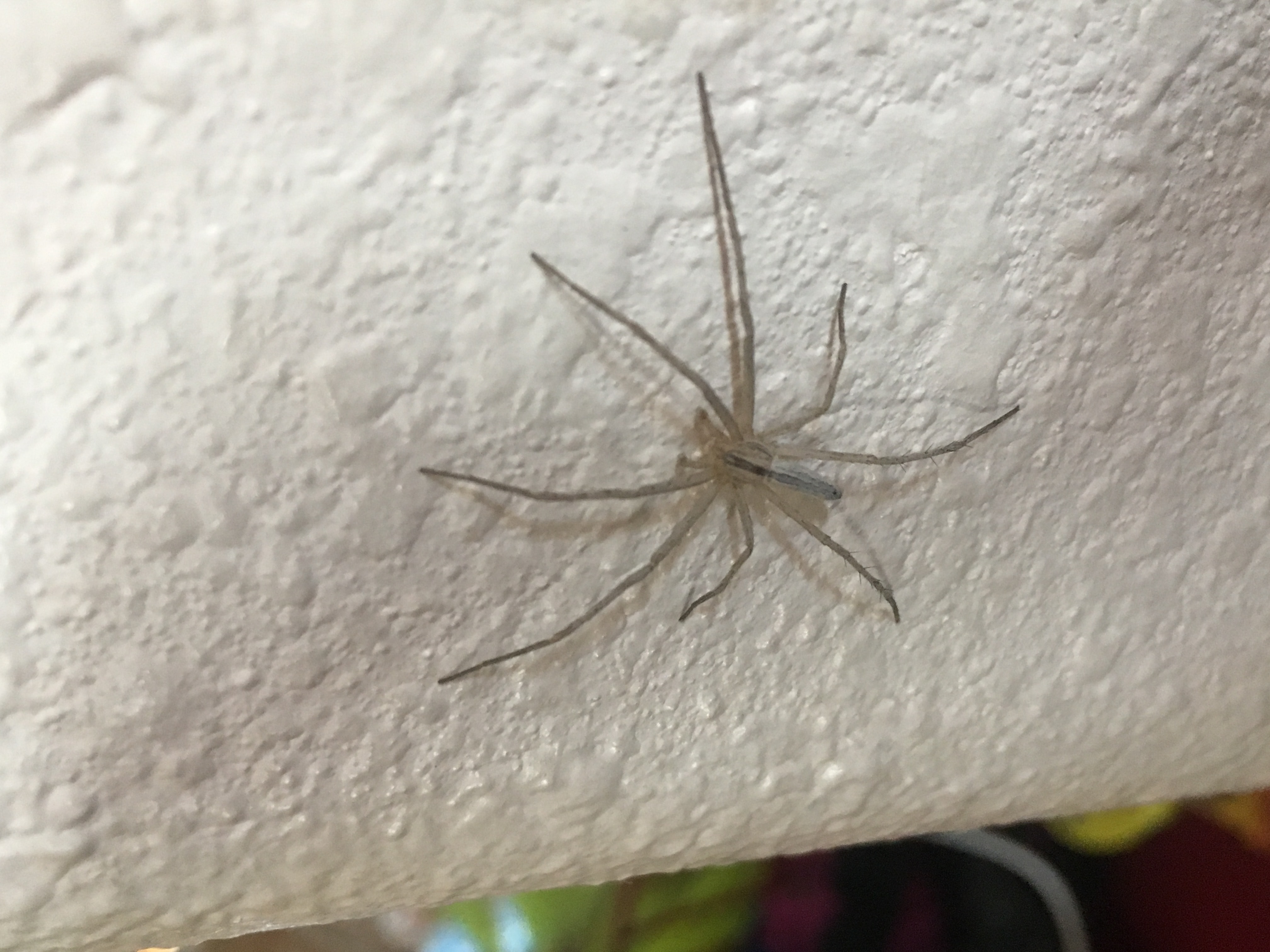 Spiders in New Mexico Species & Pictures
