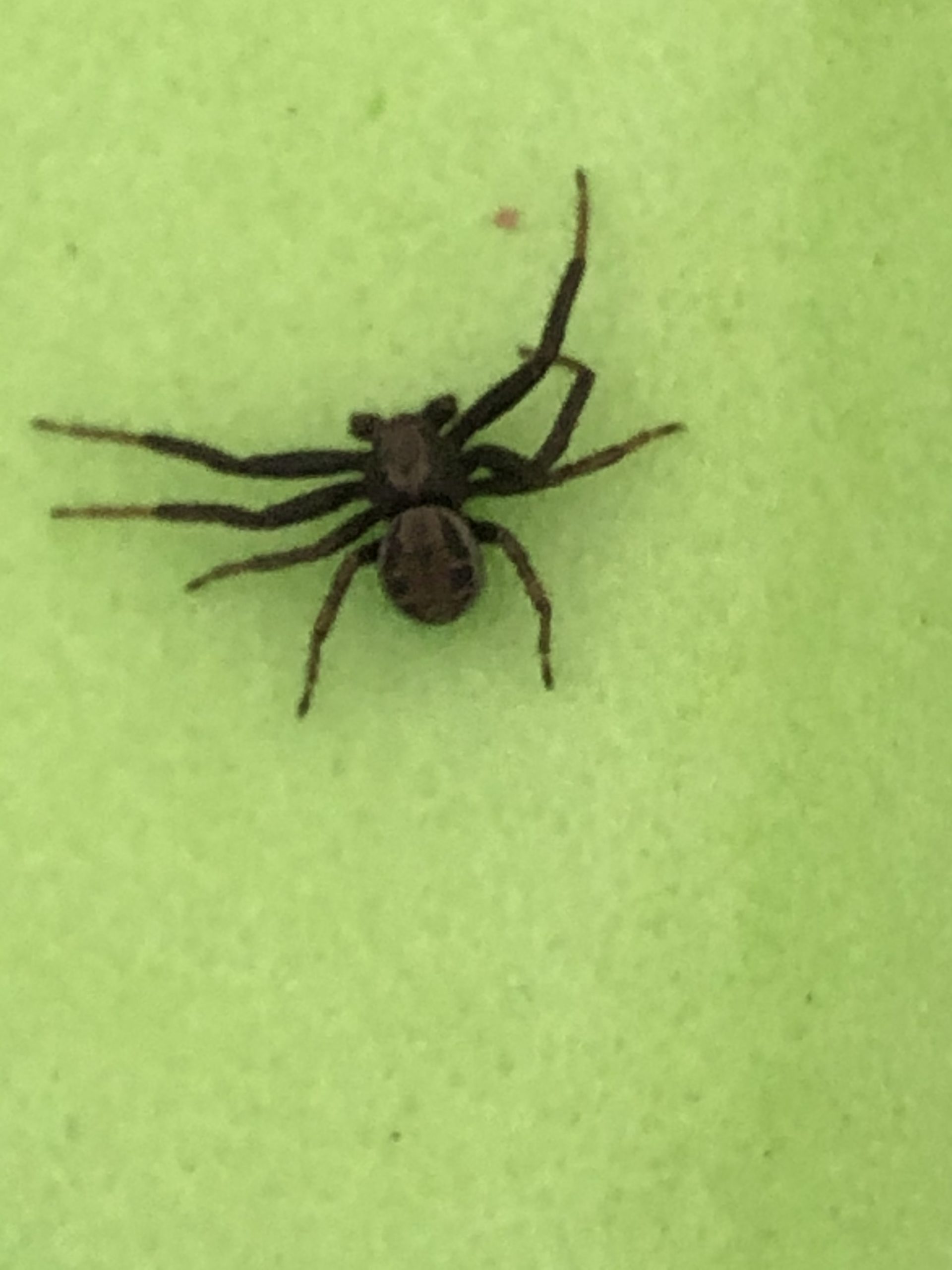 Unidentified spider in Edmonton , Alberta Canada