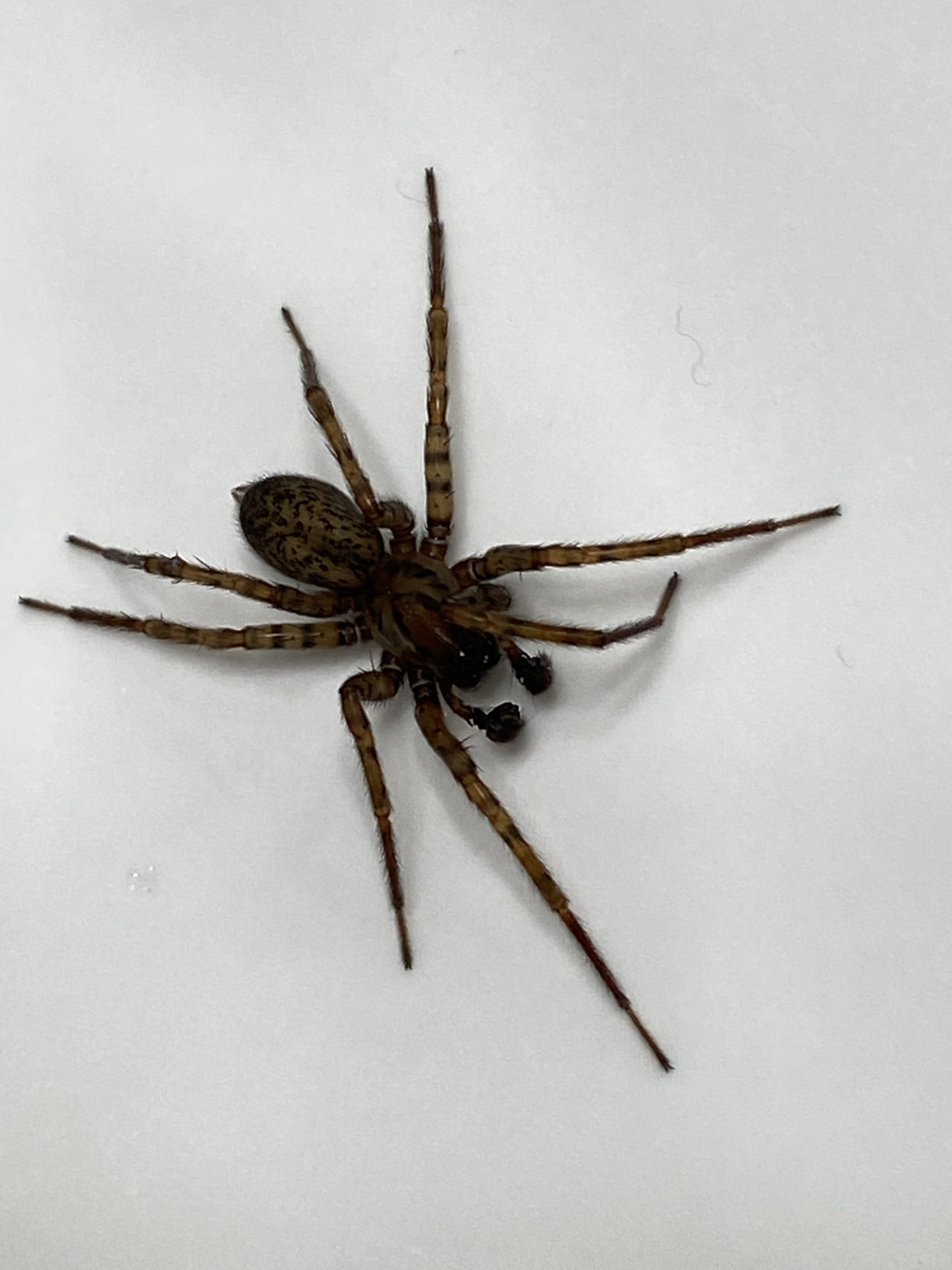 Male Coras (Funnel  Spiders) in Sand Lake, Michigan United States