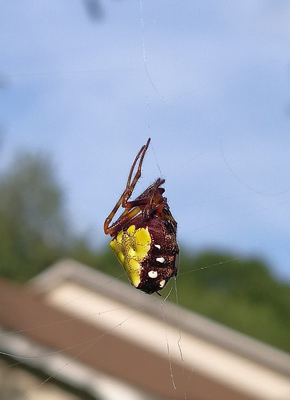 Verrucosa arenata (Arrowhead Orbweaver) in Mauldin, South Carolina
