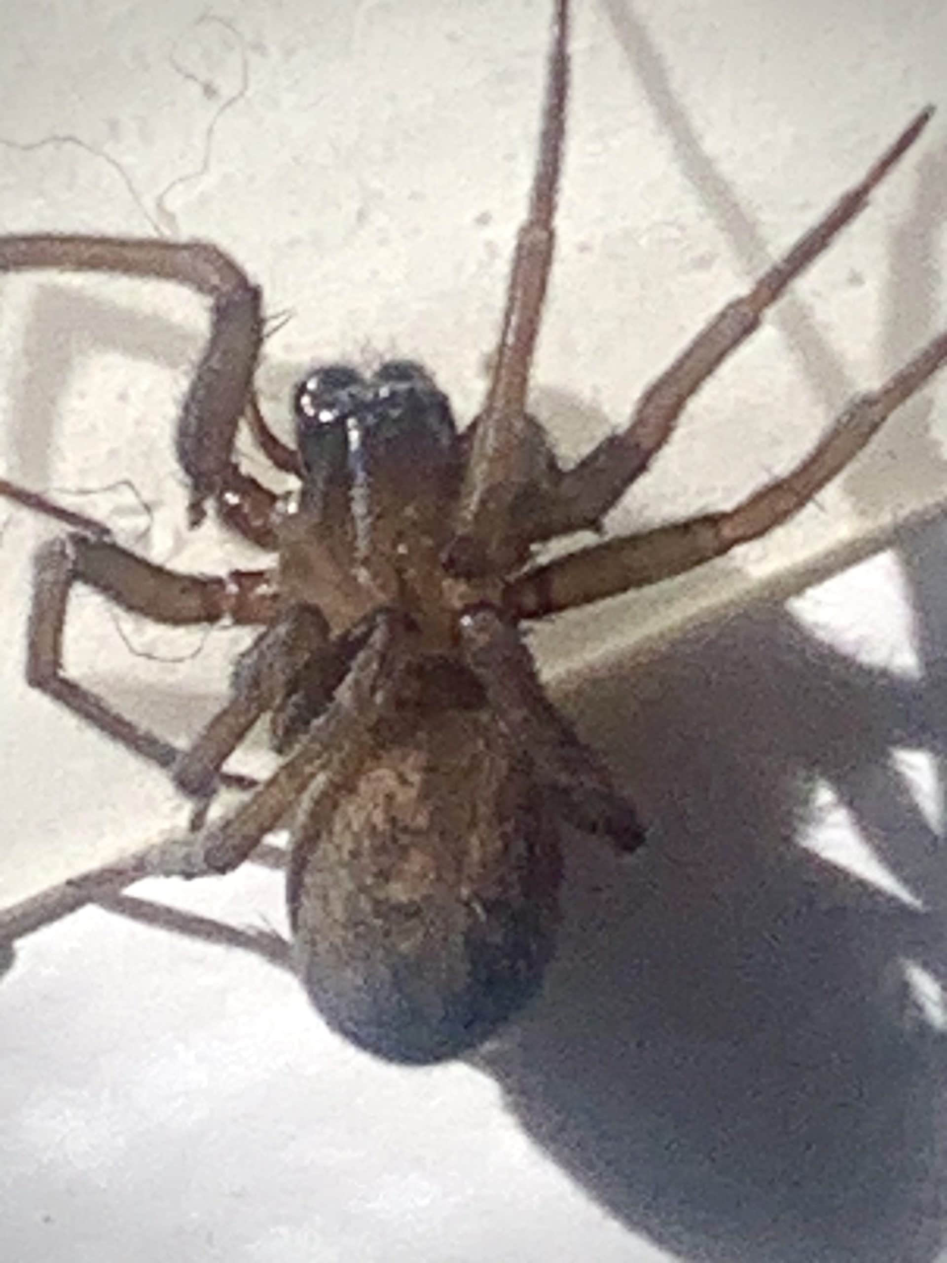 Unidentified spider in Hoover, Alabama United States