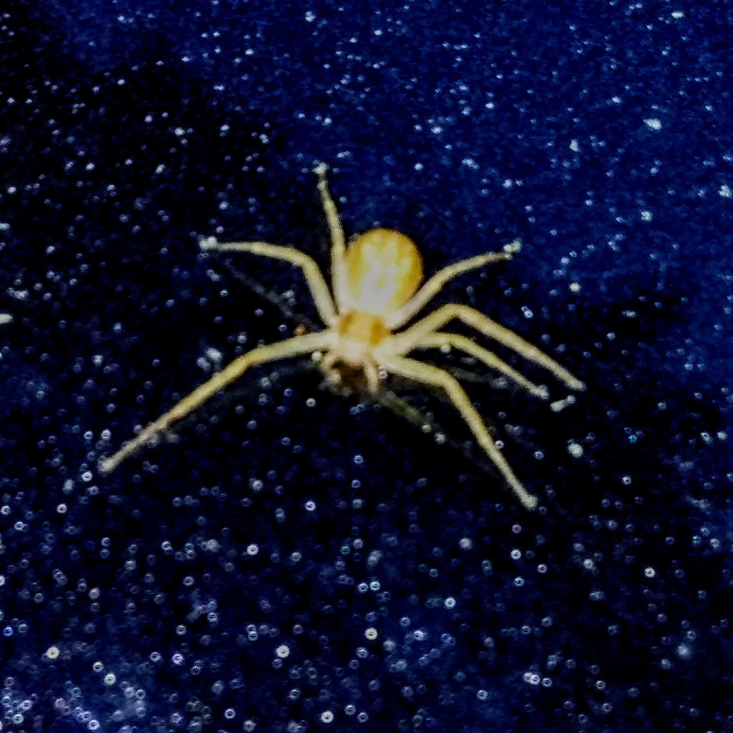 Philodromidae (Running Crab Spiders) in Nashua , New Hampshire United States