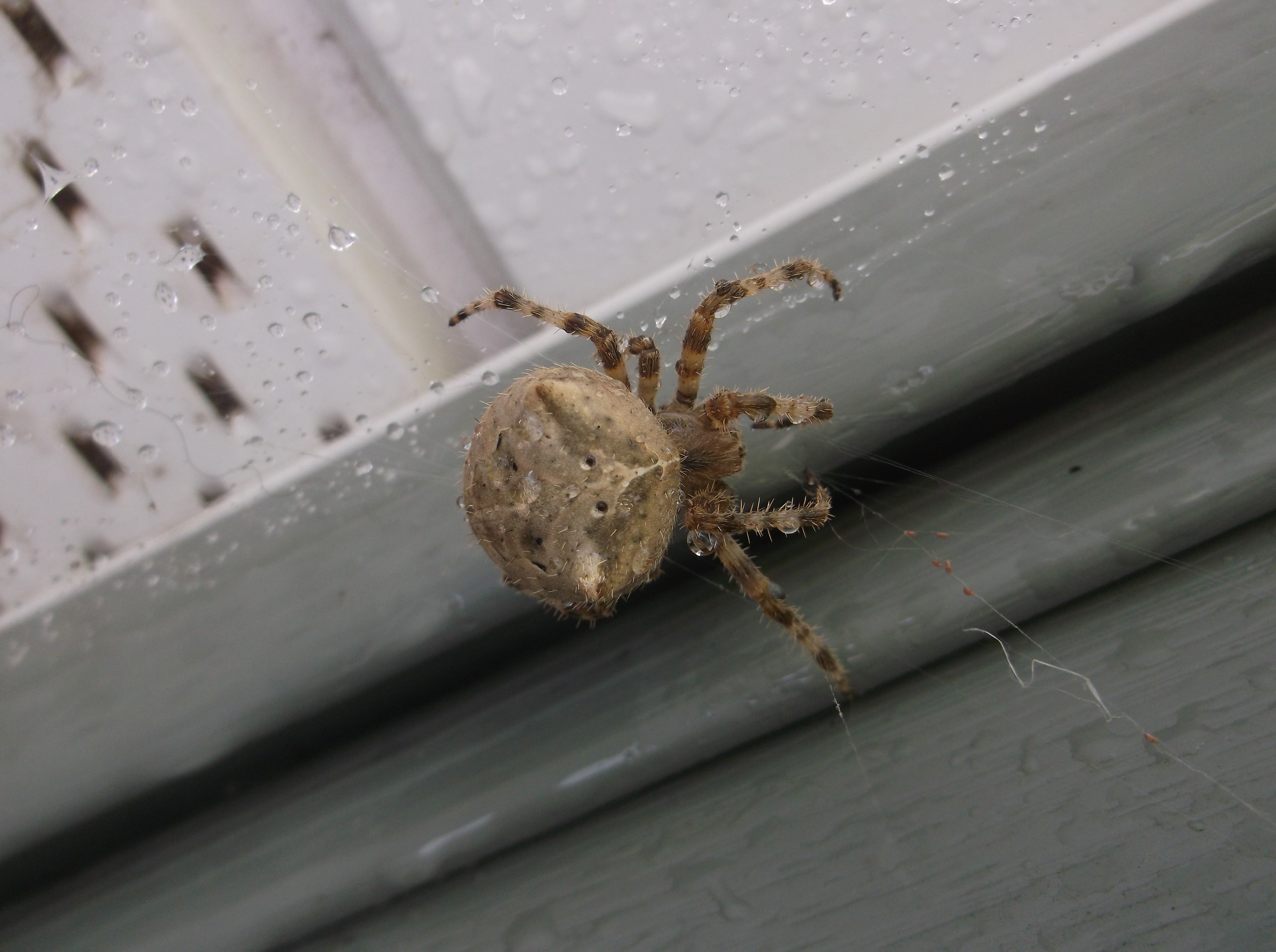 Araneus gemmoides (Catfaced Spider) in Marshall, Minnesota United States
