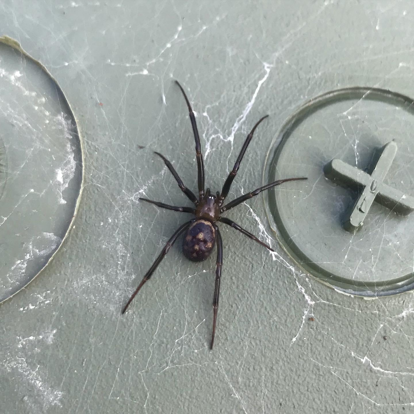 Unidentified spider in Salem, Oregon United States