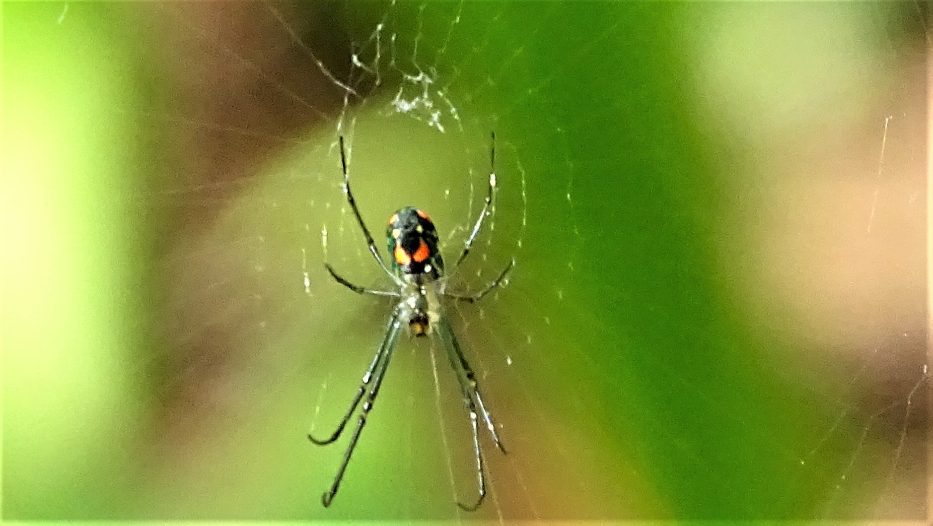 Unidentified spider in Corkscrew Swamp Sanctuary Naples, Florida, Florida United States